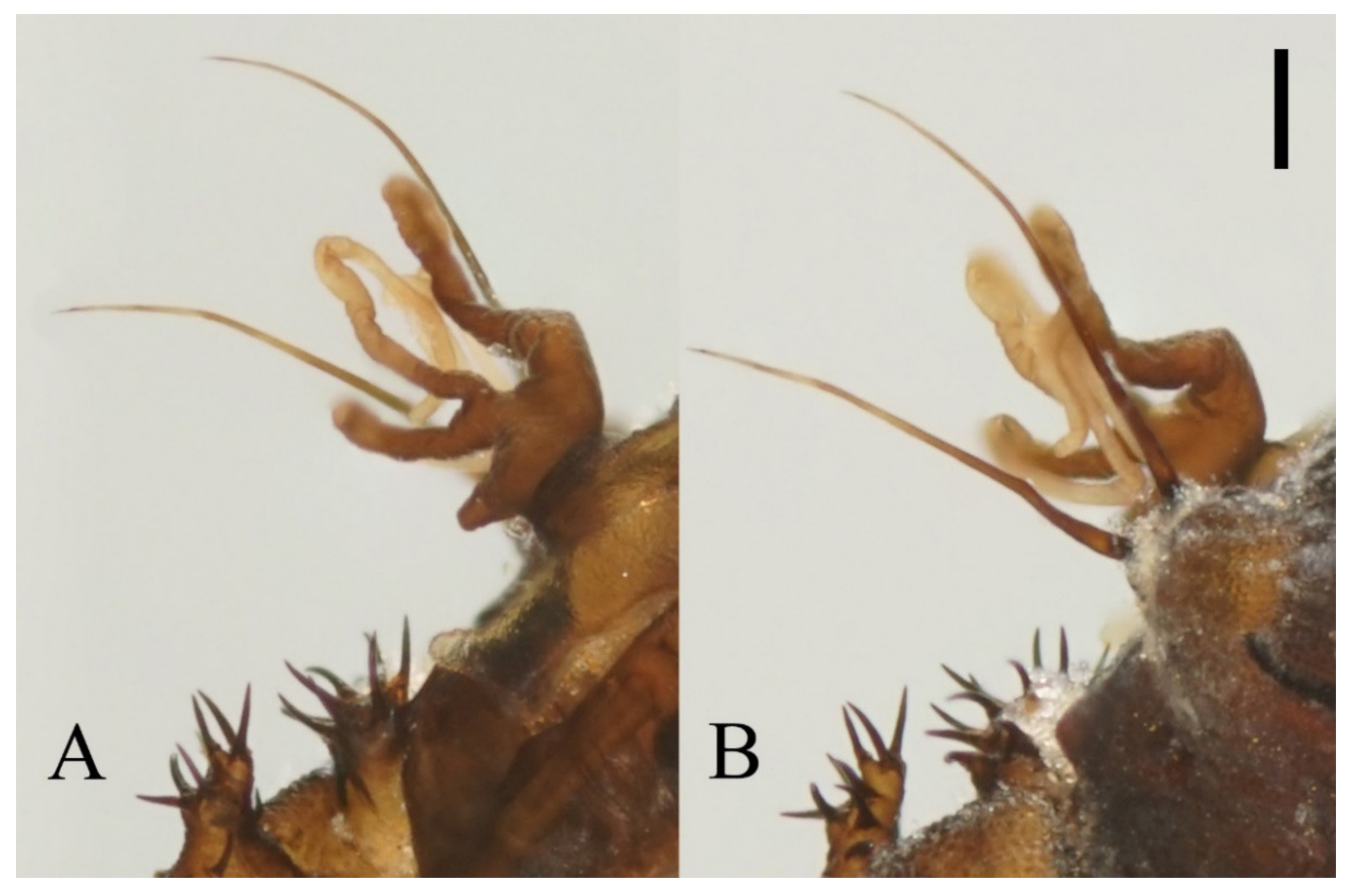 Insects 13 00593 g005