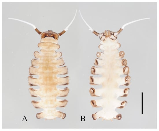 Insects 13 00593 g006 550