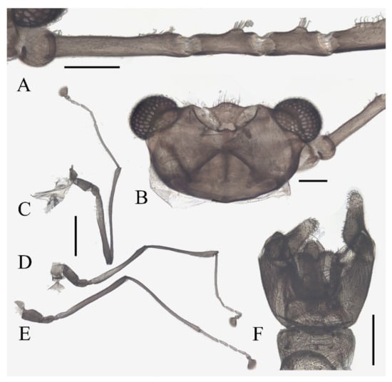 Insects 13 00593 g009 550