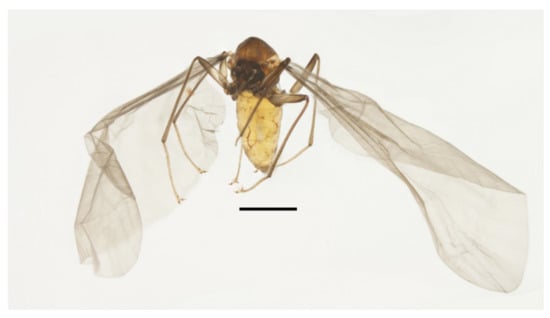 Insects 13 00593 g010 550