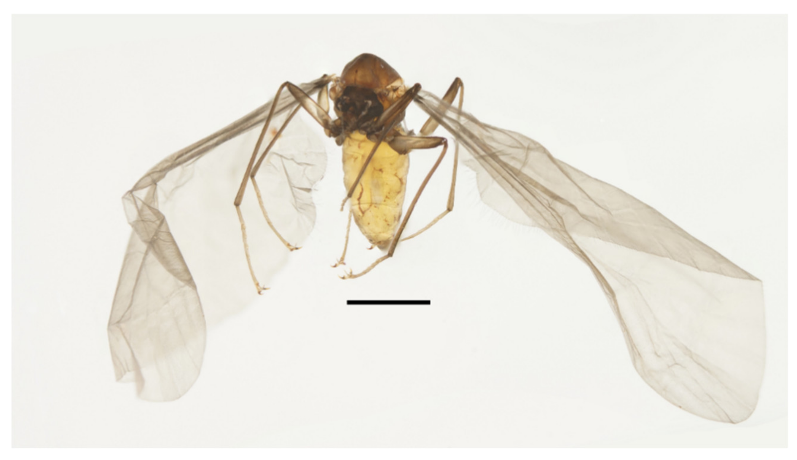 Insects 13 00593 g010