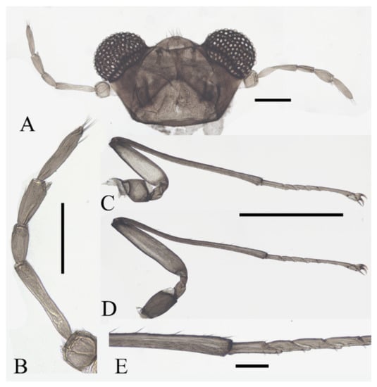 Insects 13 00593 g011 550