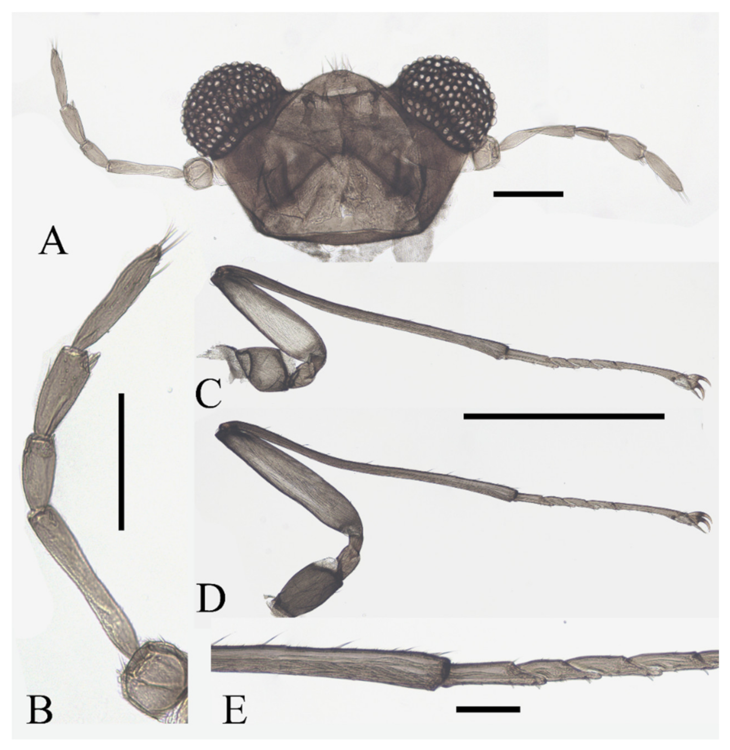 Insects 13 00593 g011