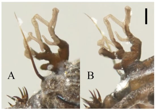 Insects 13 00593 g012 550