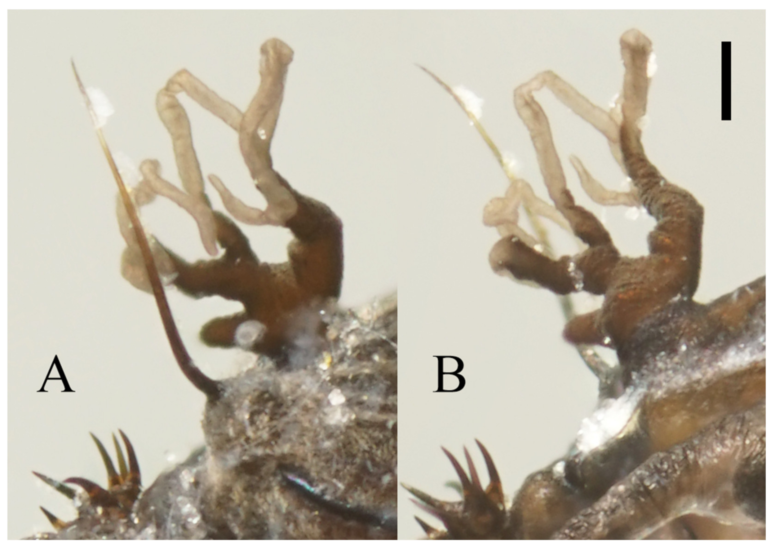 Insects 13 00593 g012