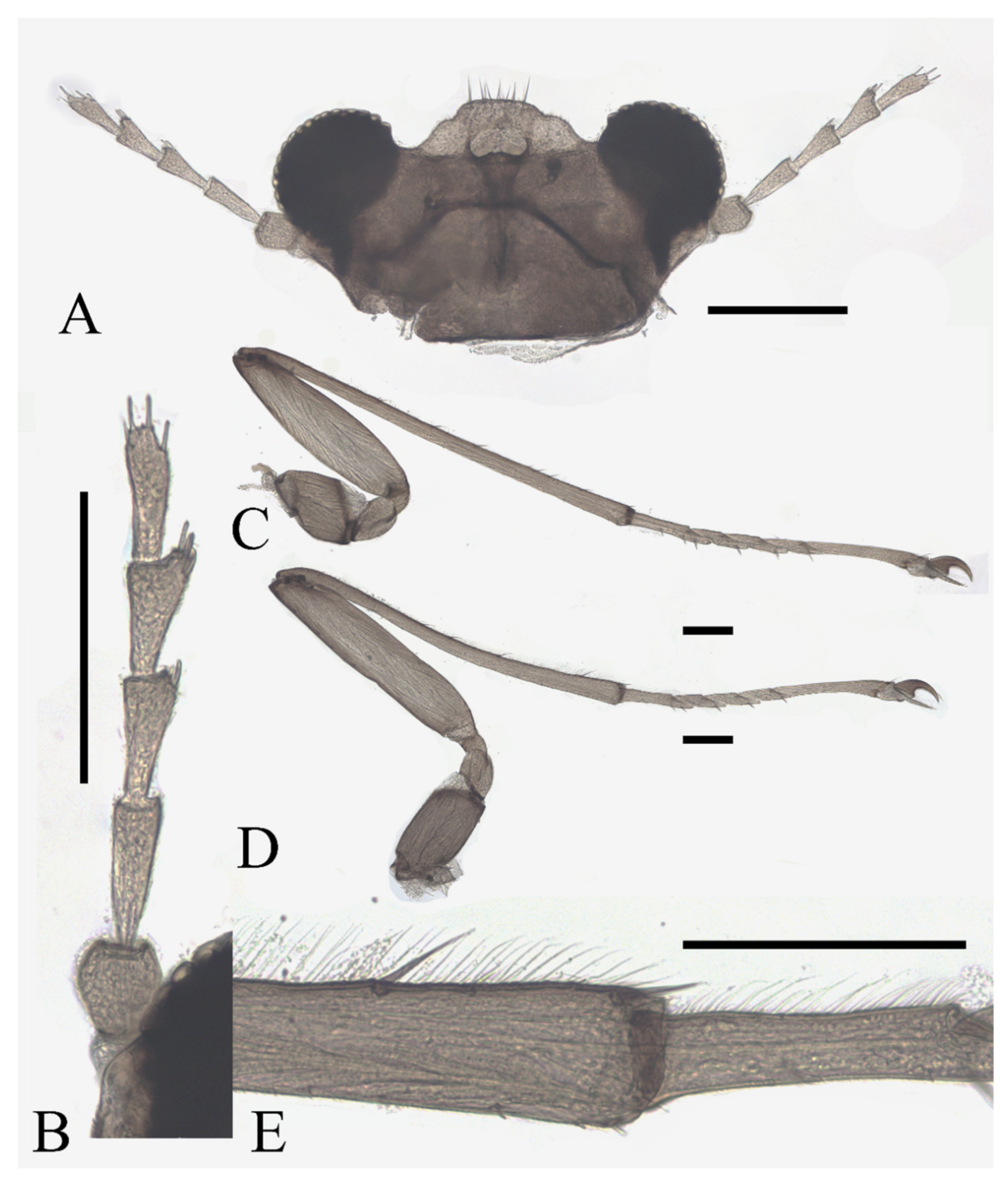 Insects 13 00593 g015