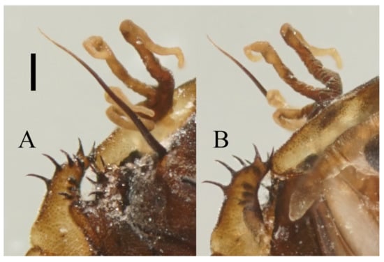 Insects 13 00593 g016 550