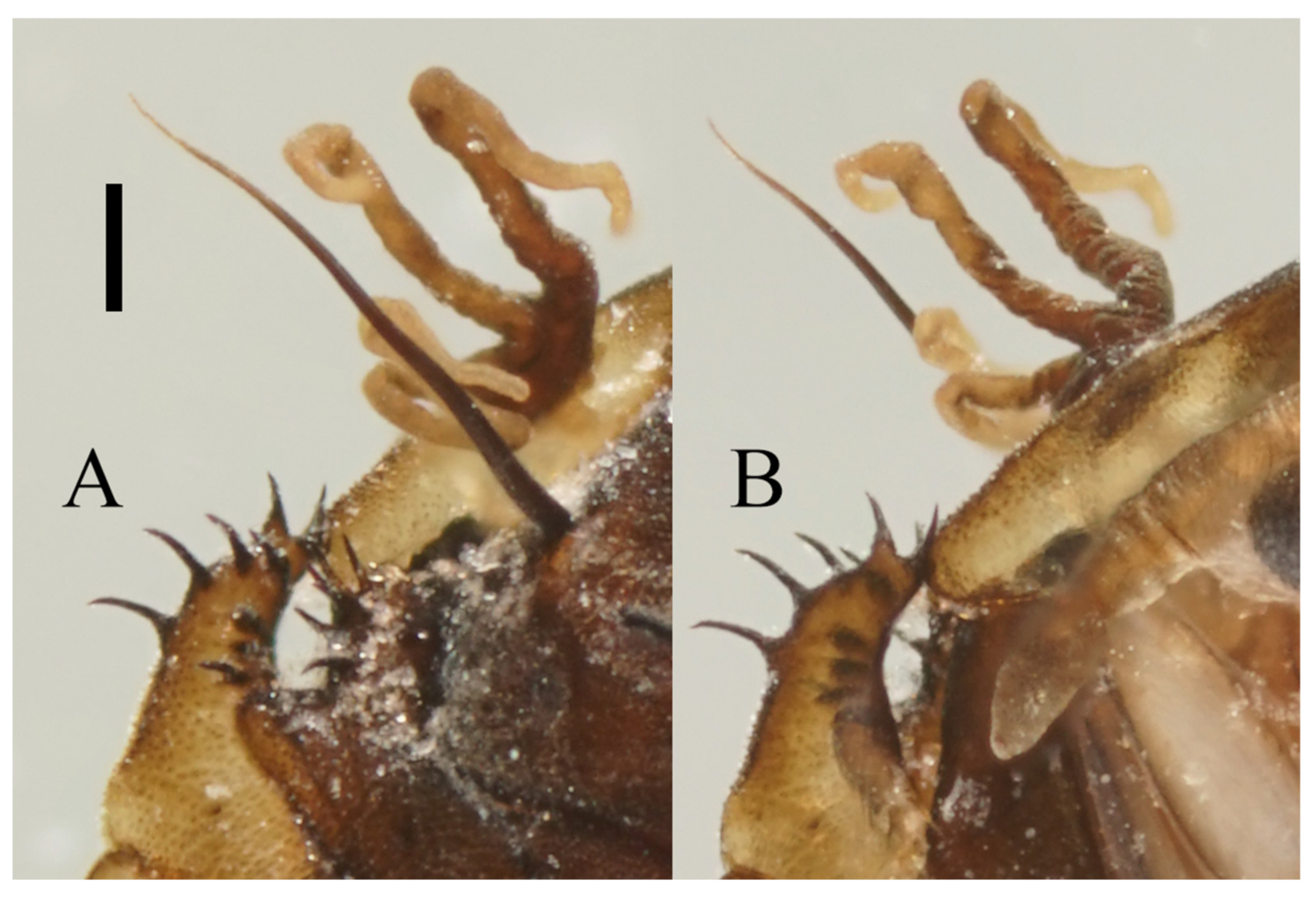 Insects 13 00593 g016