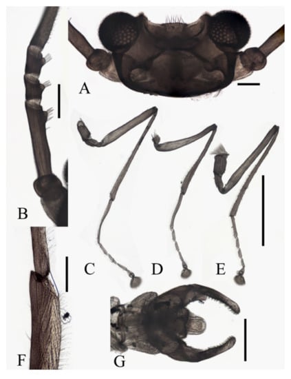 Insects 13 00593 g017 550