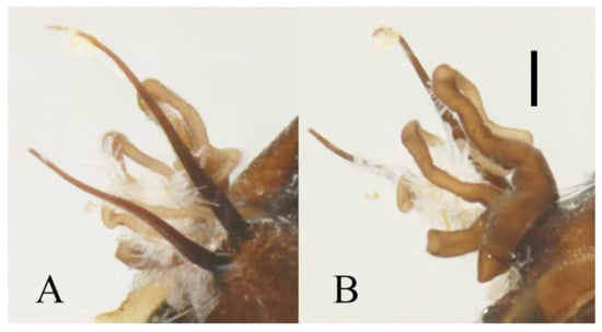 Insects 13 00593 g019 550