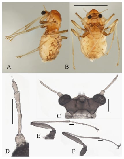 Insects 13 00593 g020 550