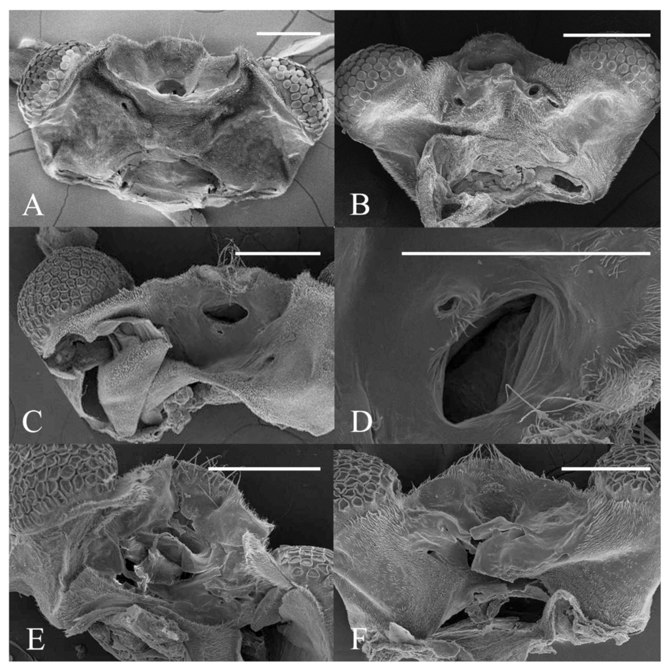 Insects 13 00593 g022