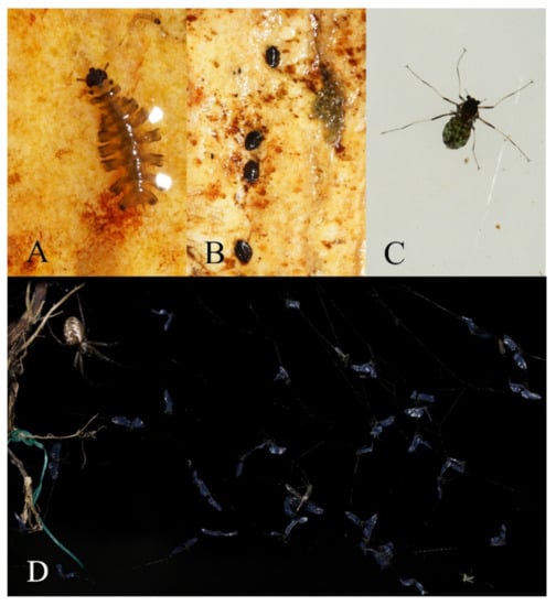 Insects 13 00593 g025 550