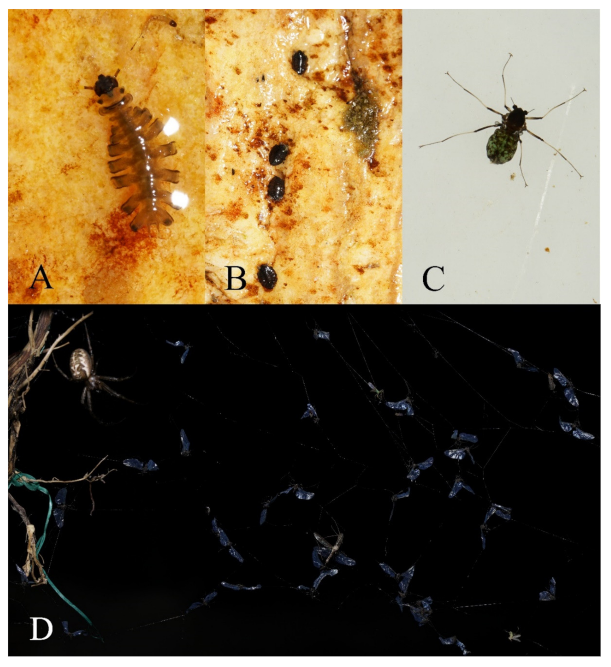 Insects 13 00593 g025