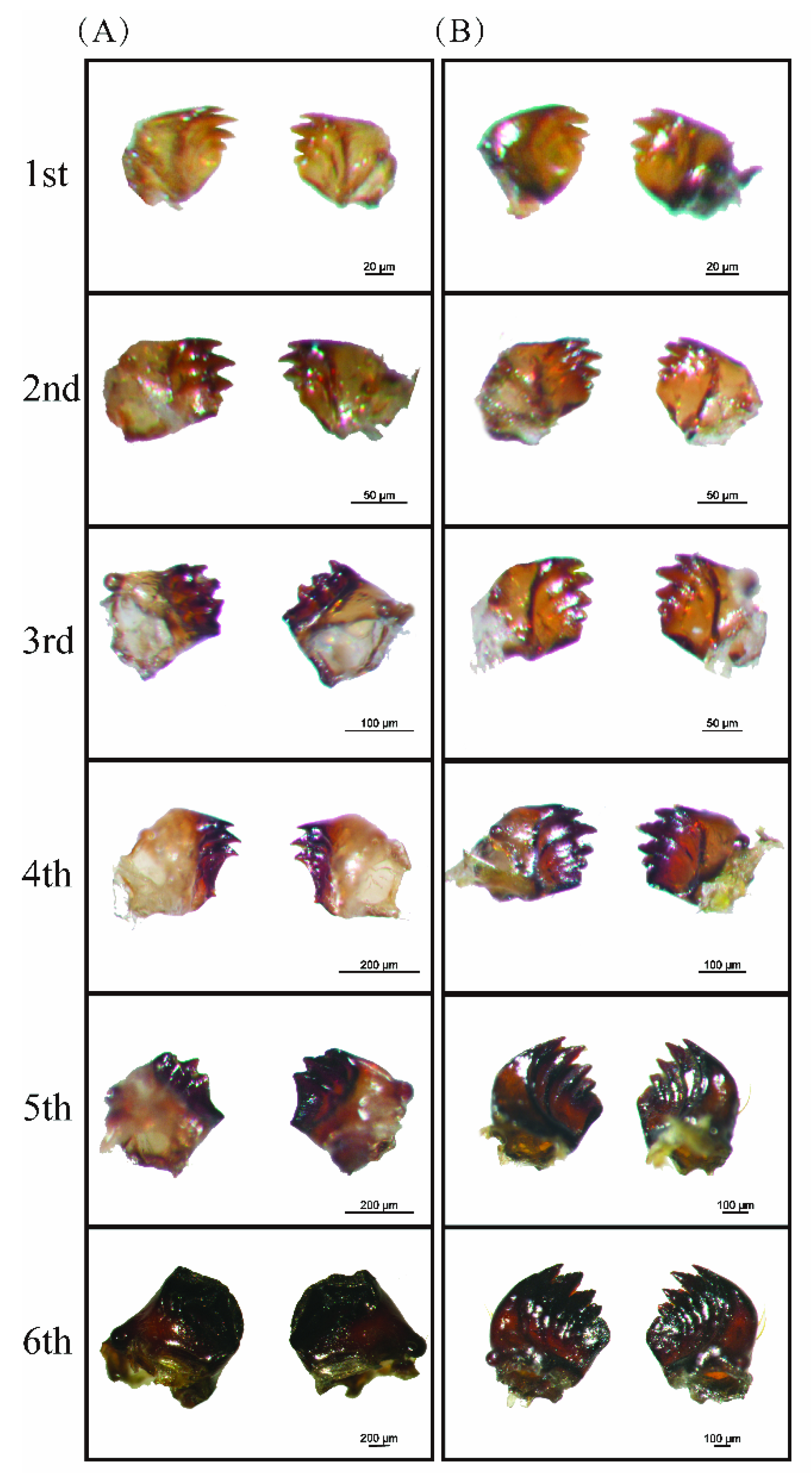 Insects 13 00594 g002