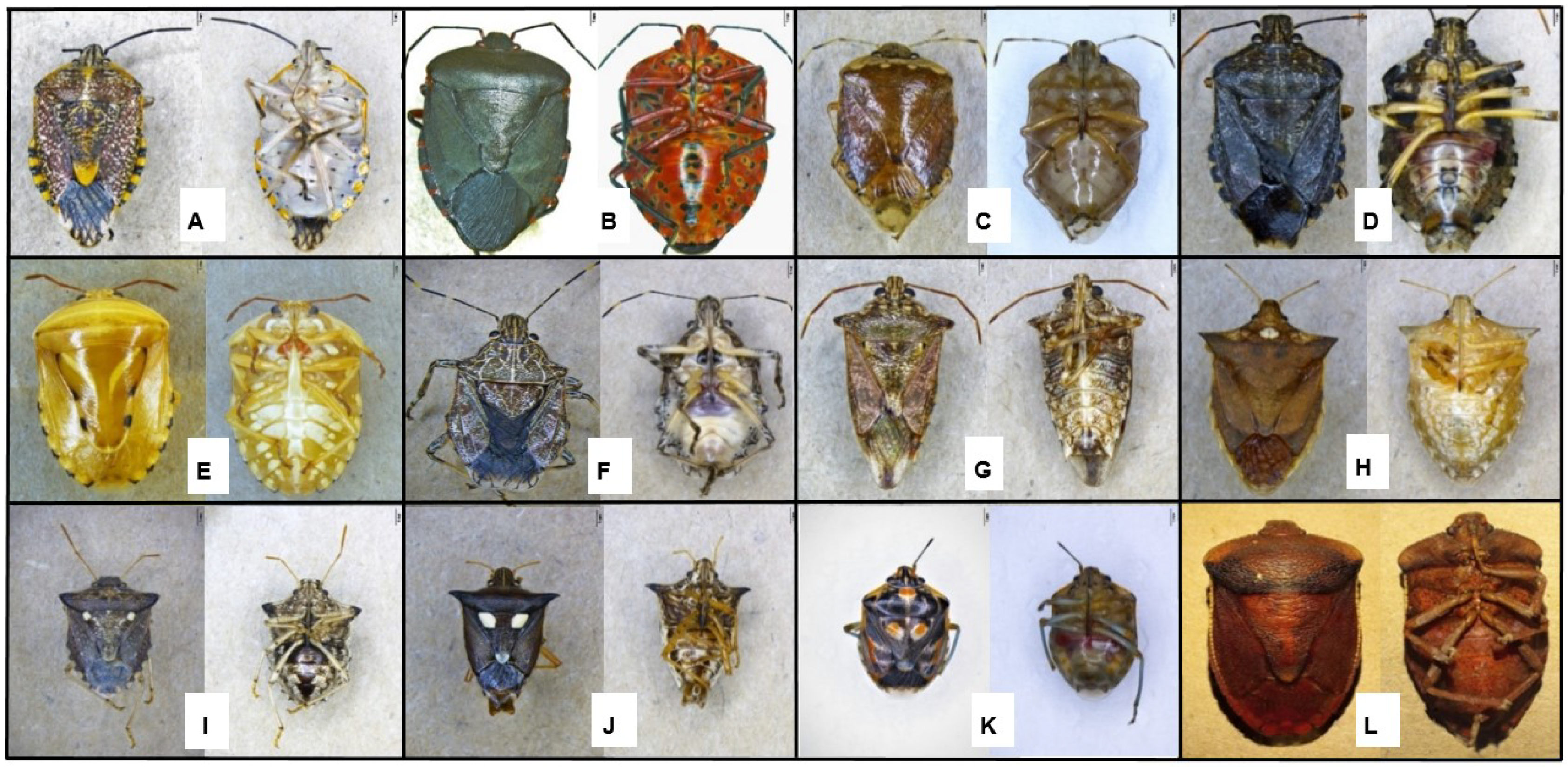 Insects 13 00601 g003