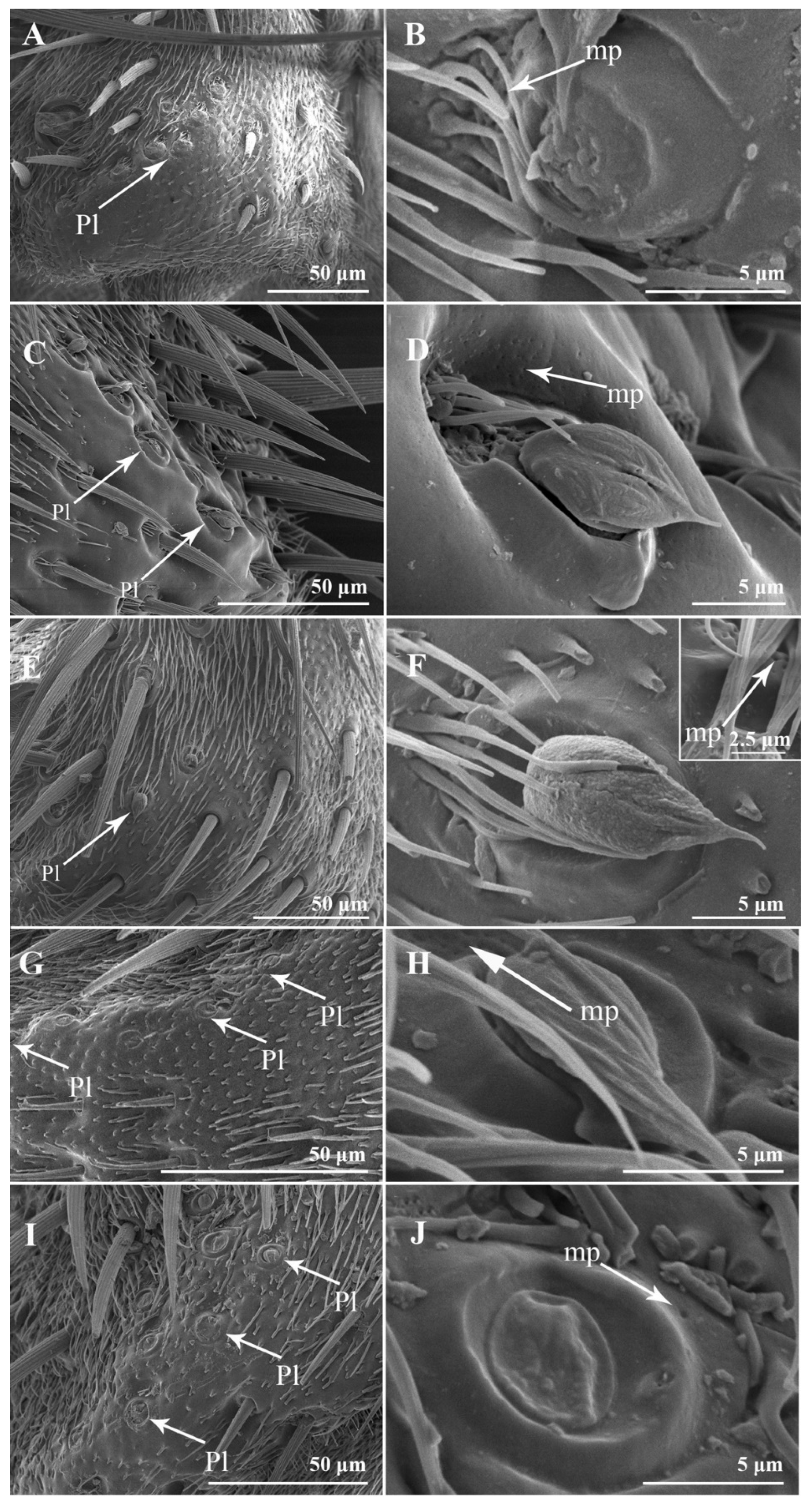 Insects 13 00602 g002