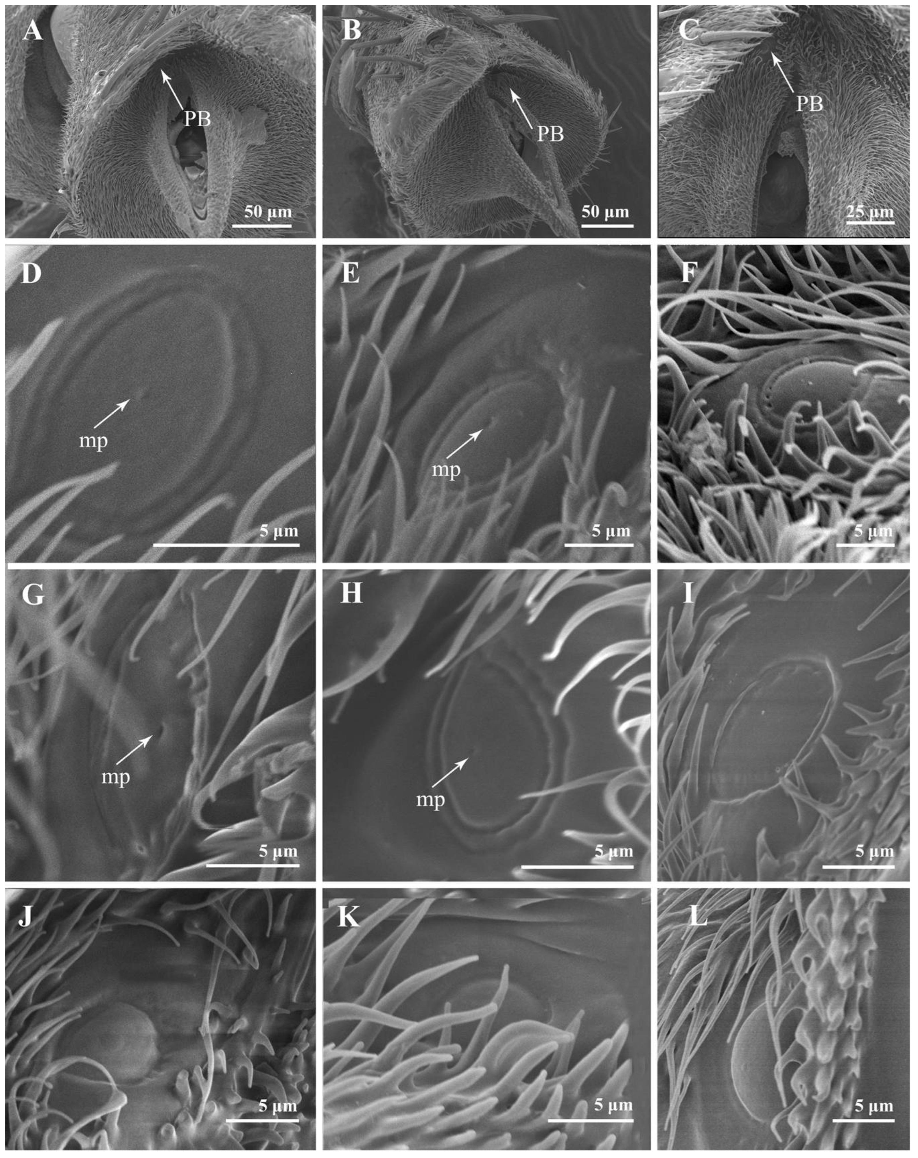 Insects 13 00602 g003