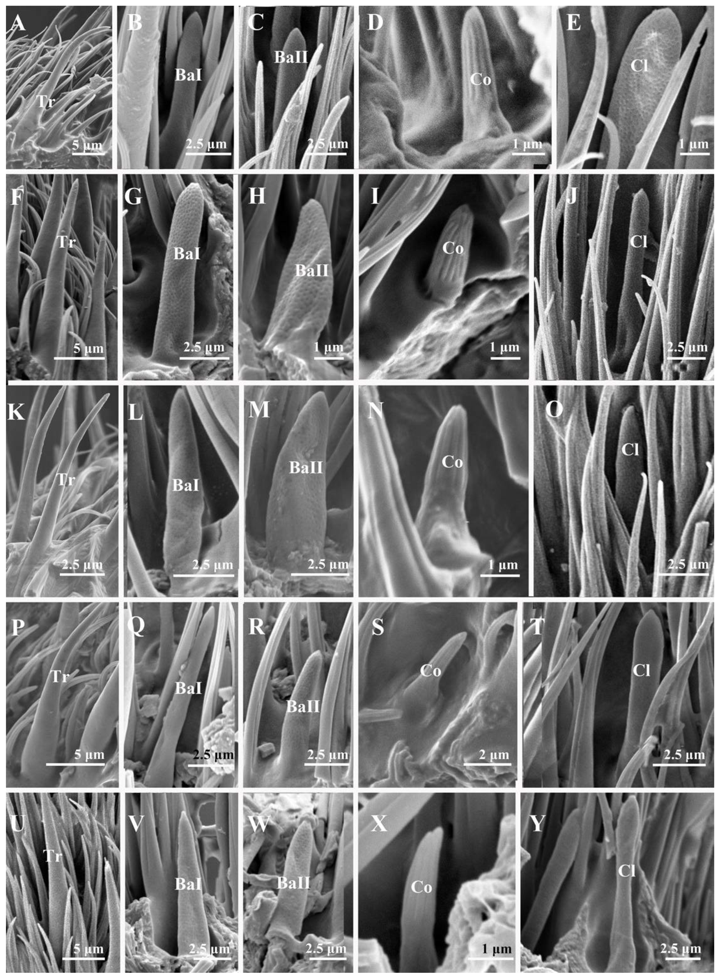 Insects 13 00602 g004