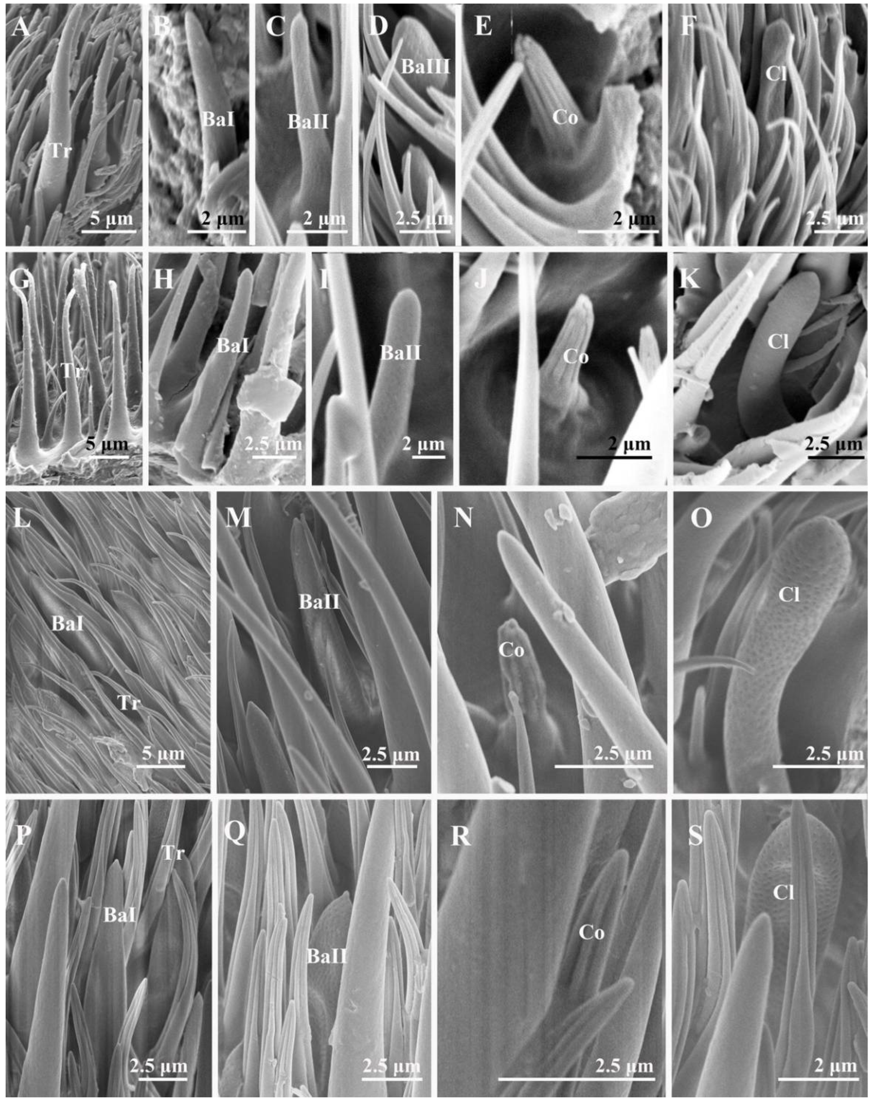 Insects 13 00602 g005