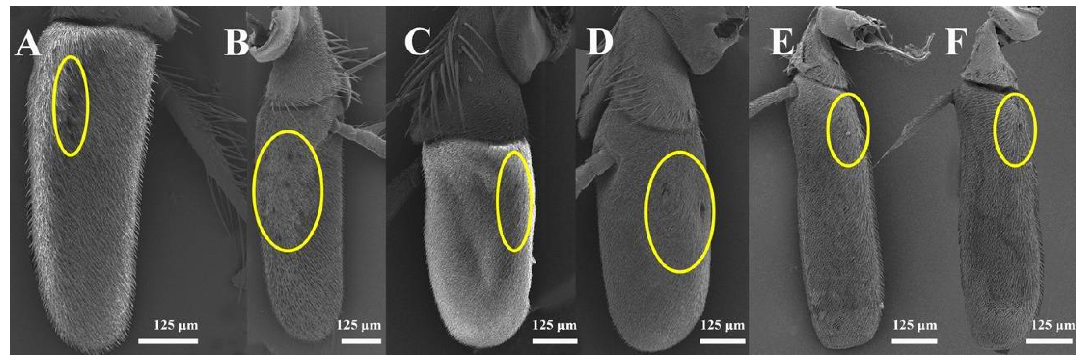 Insects 13 00602 g006