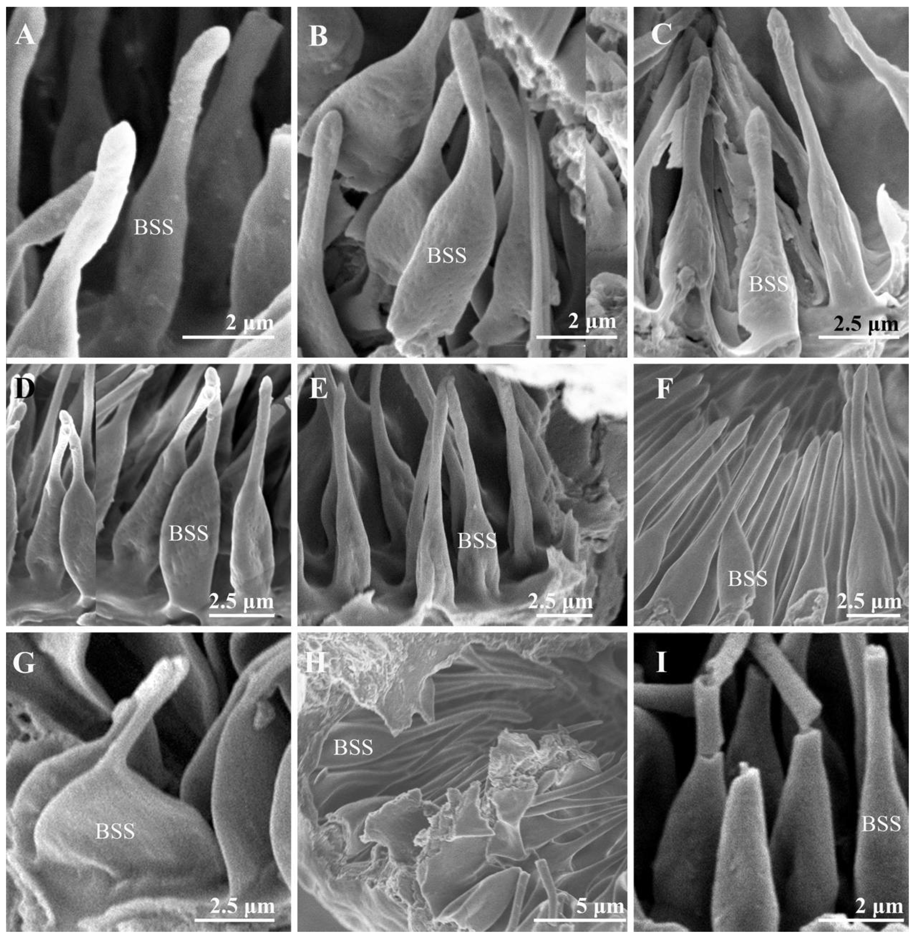 Insects 13 00602 g007