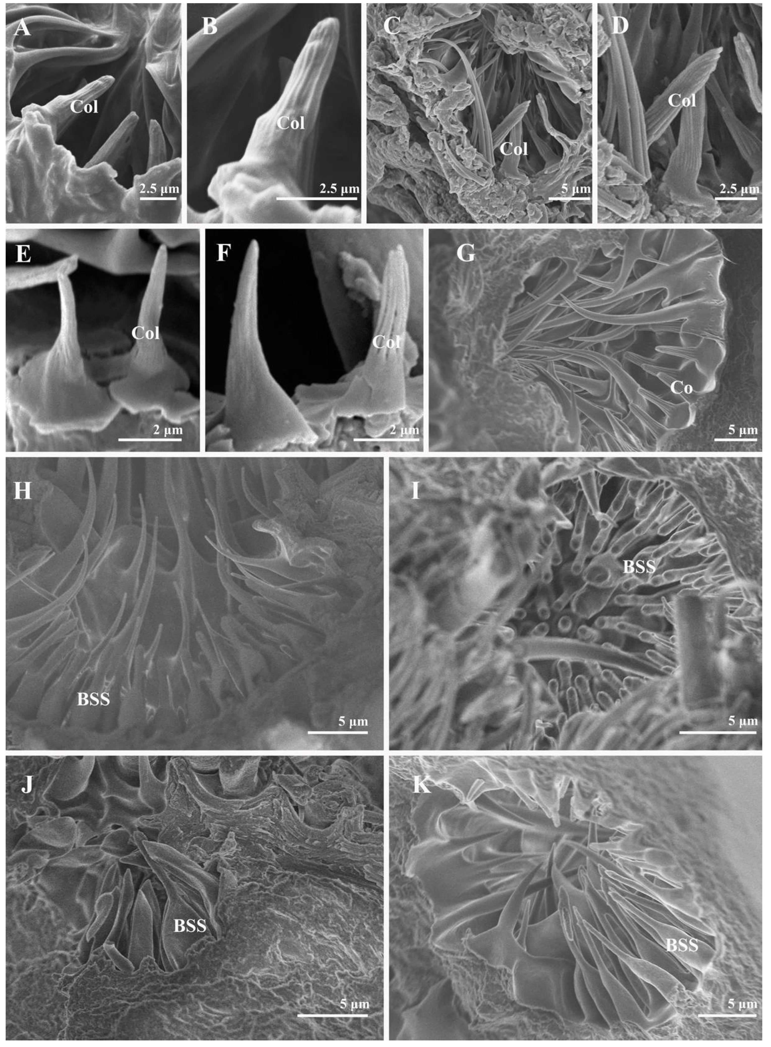 Insects 13 00602 g008