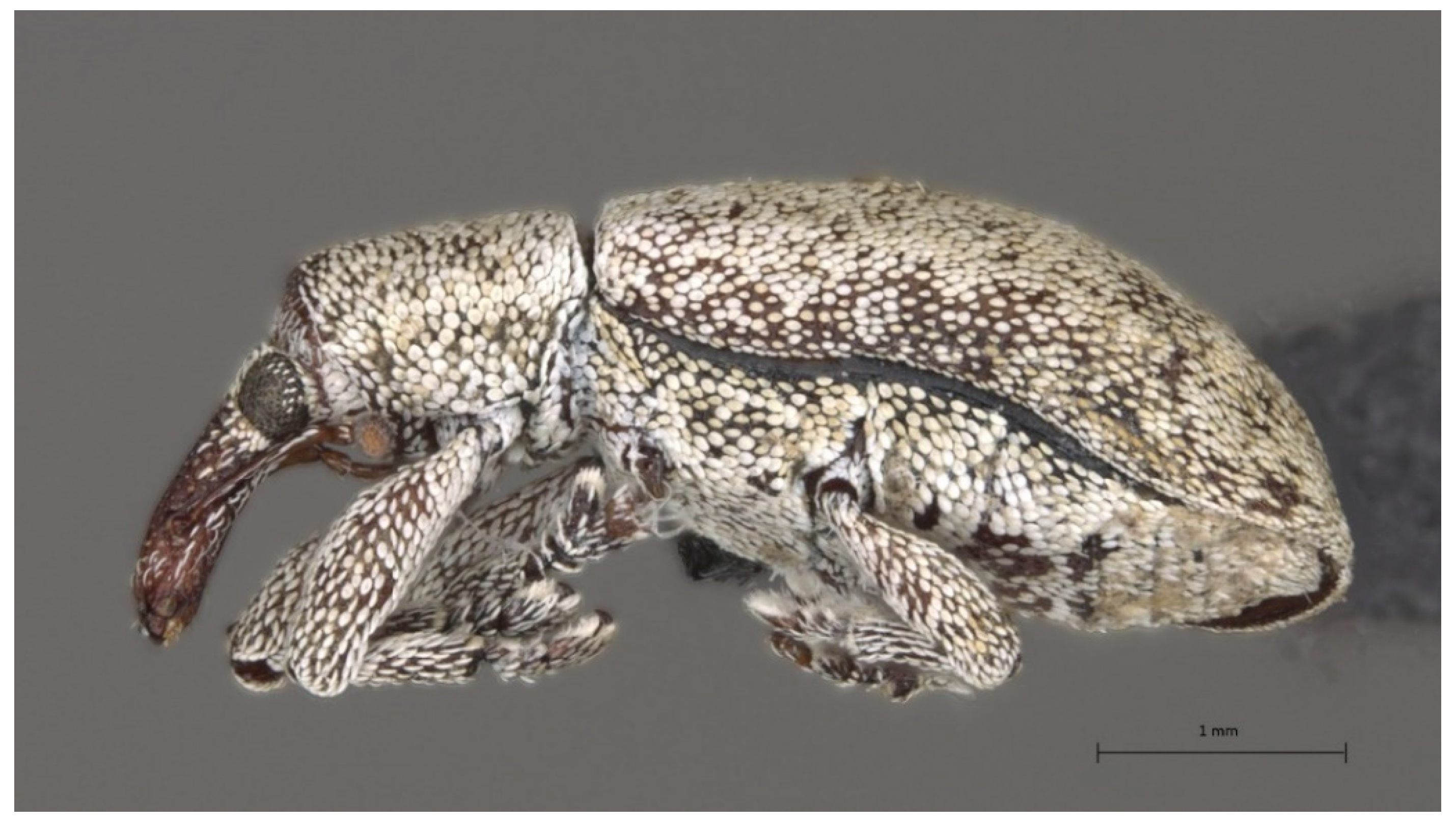 Insects 13 00607 g001