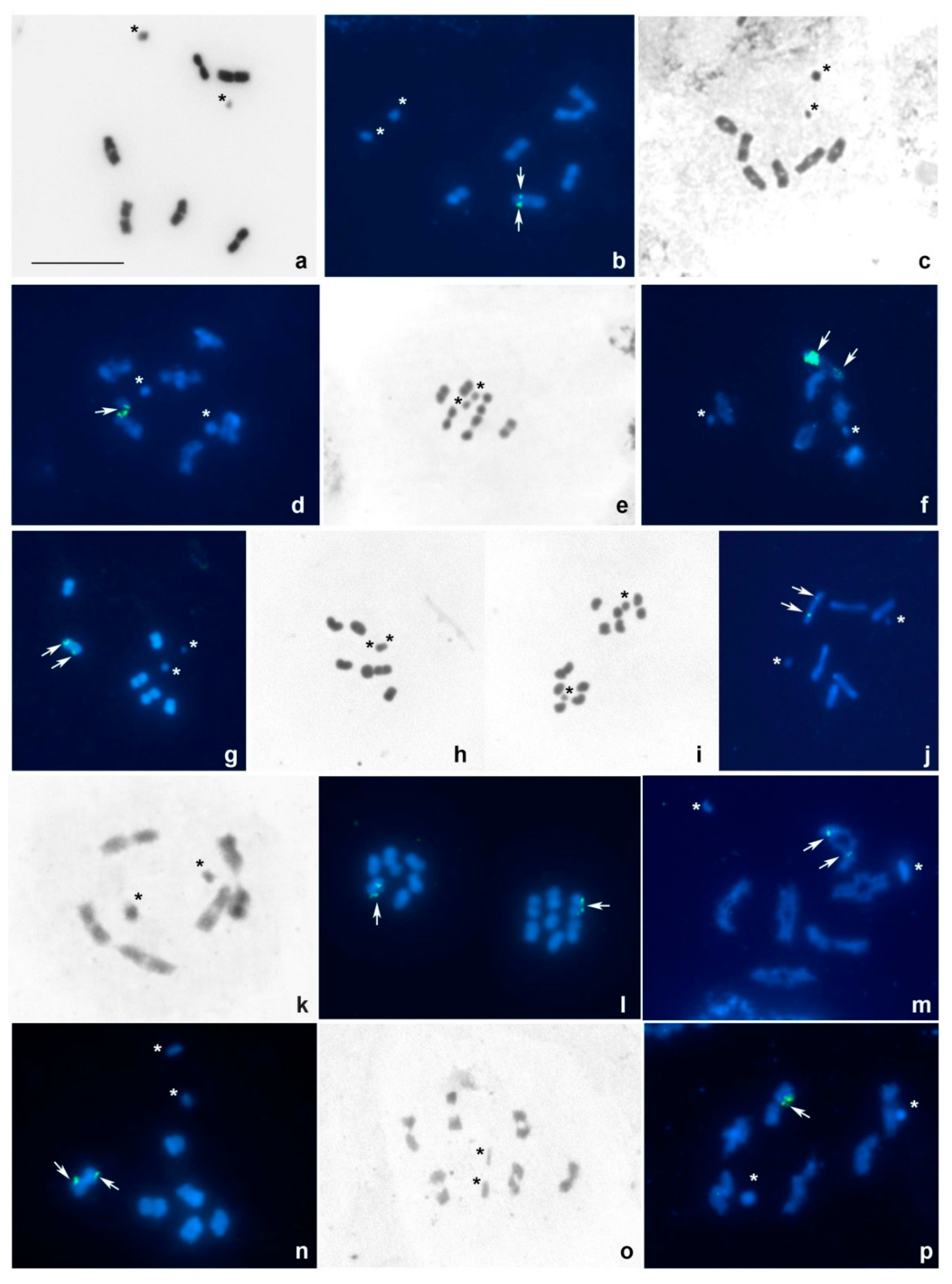 Insects 13 00608 g001 Insects 13 00608 g001