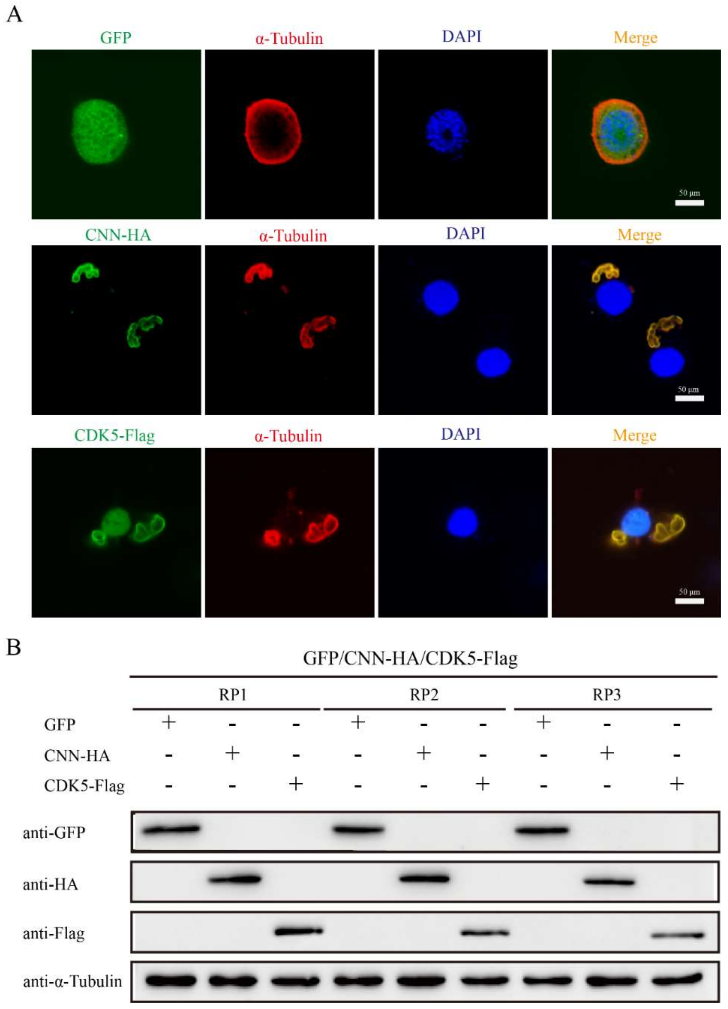 Insects 13 00609 g006
