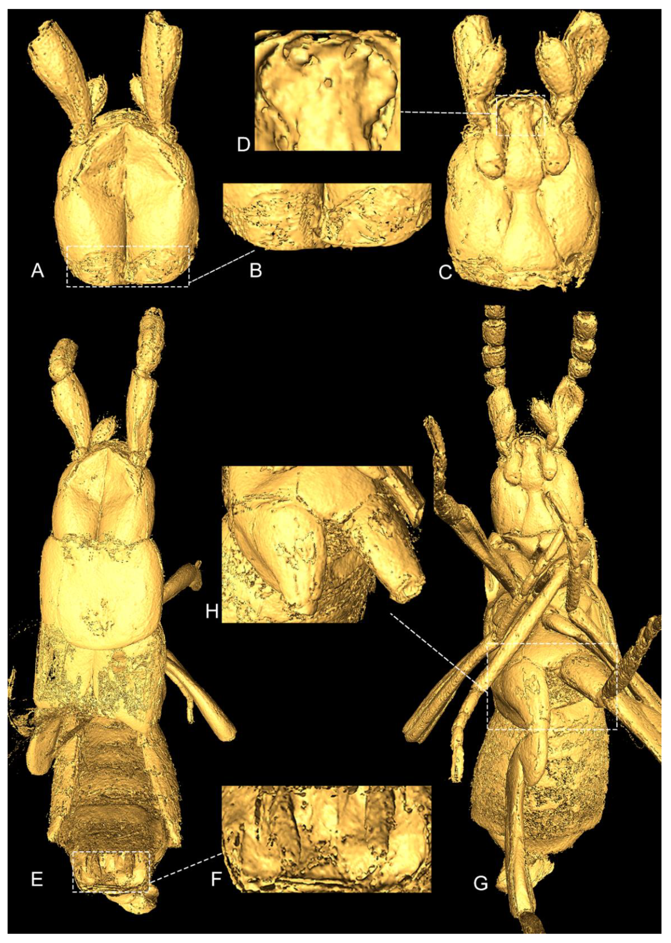 Insects 13 00614 g002