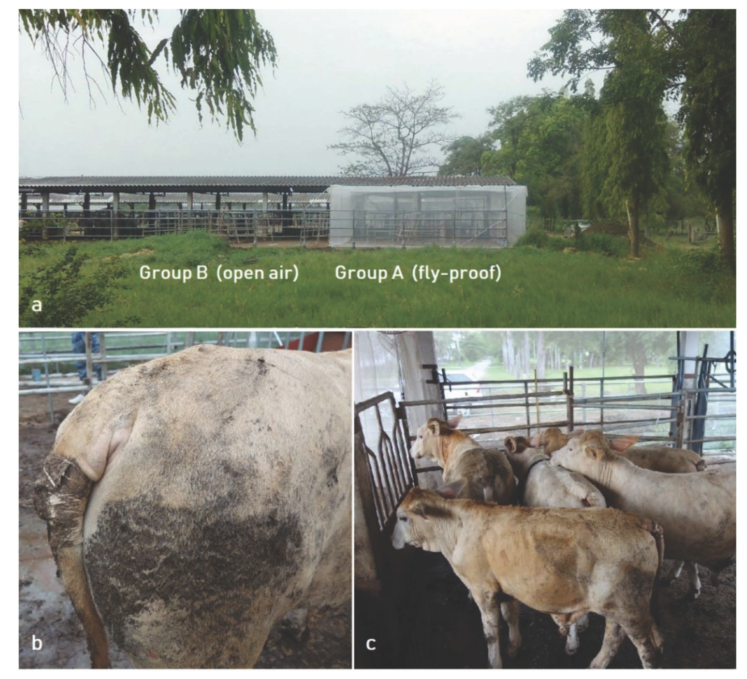 Insects 13 00616 g001