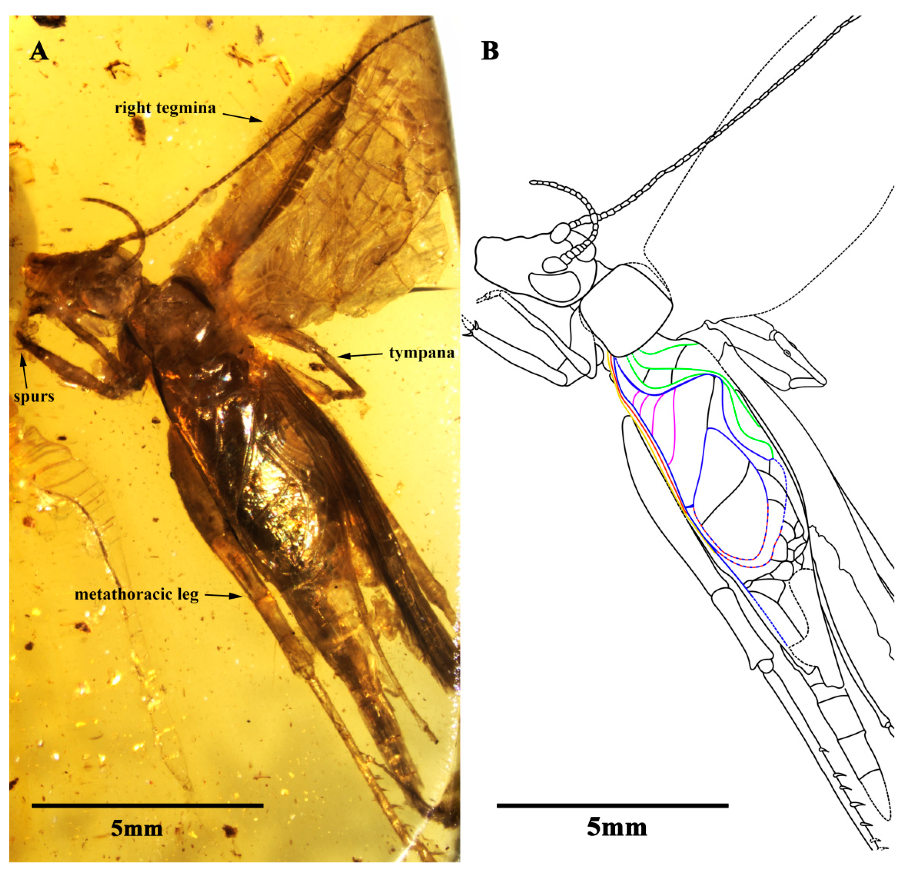 Insects 13 00619 g001