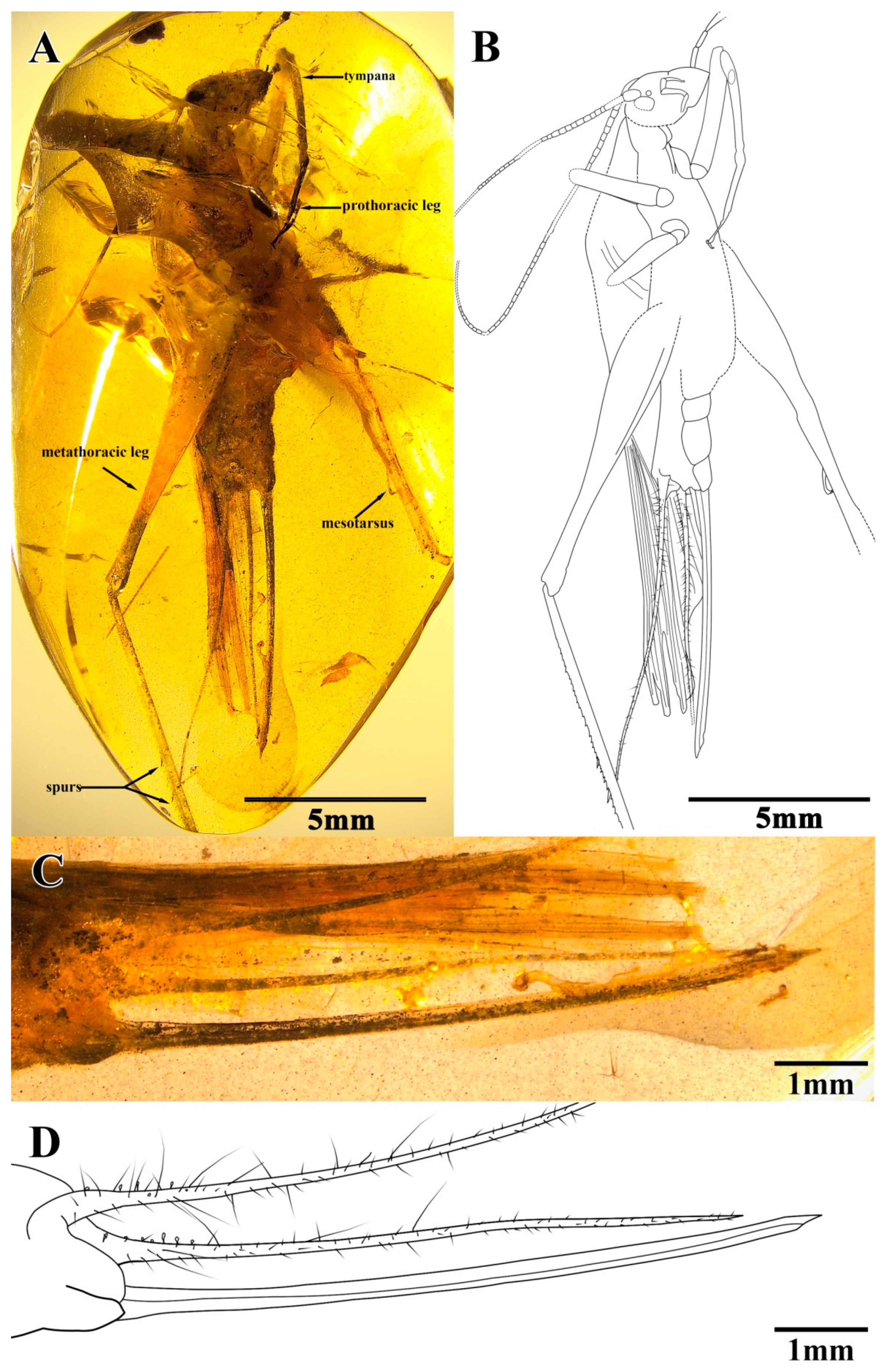 Insects 13 00619 g003