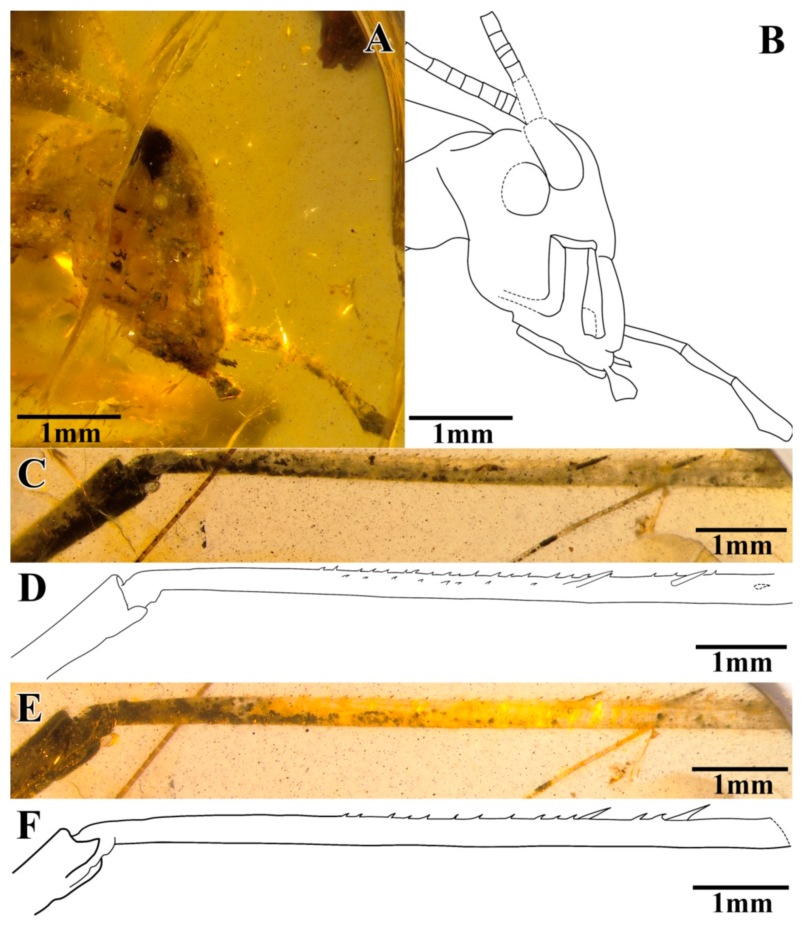 Insects 13 00619 g004