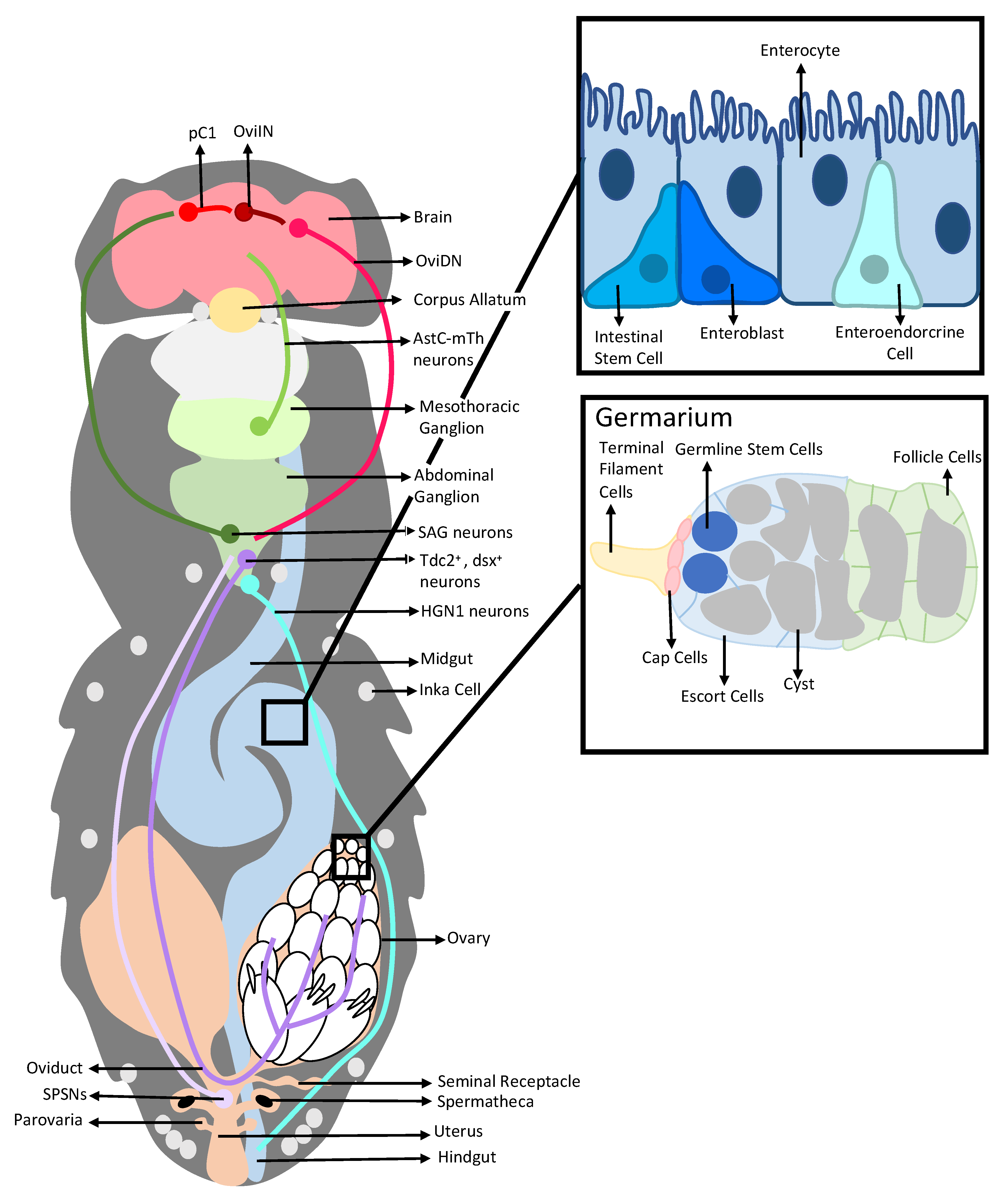 Insects 13 00623 g001