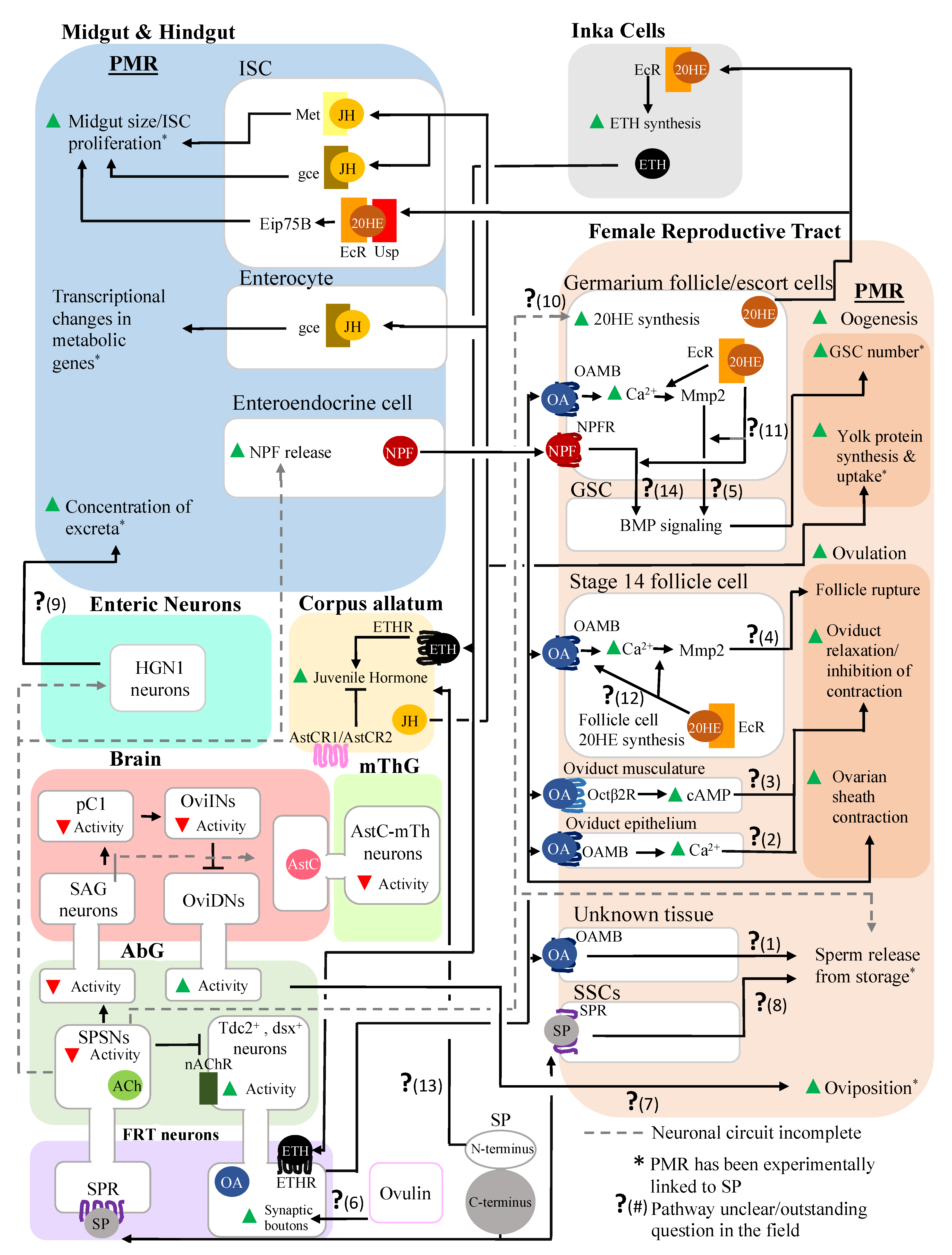Insects 13 00623 g002
