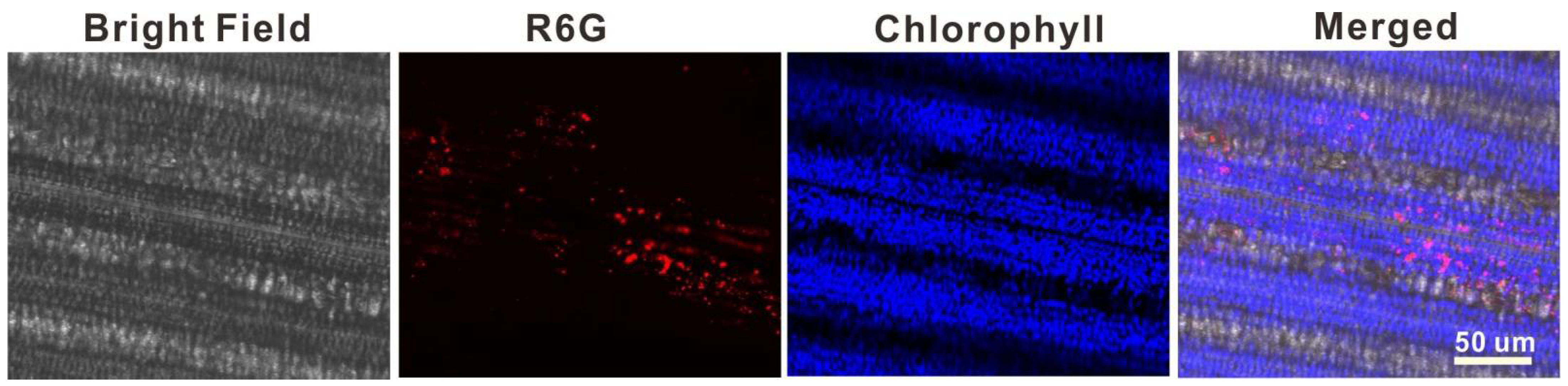 Insects 13 00625 g003