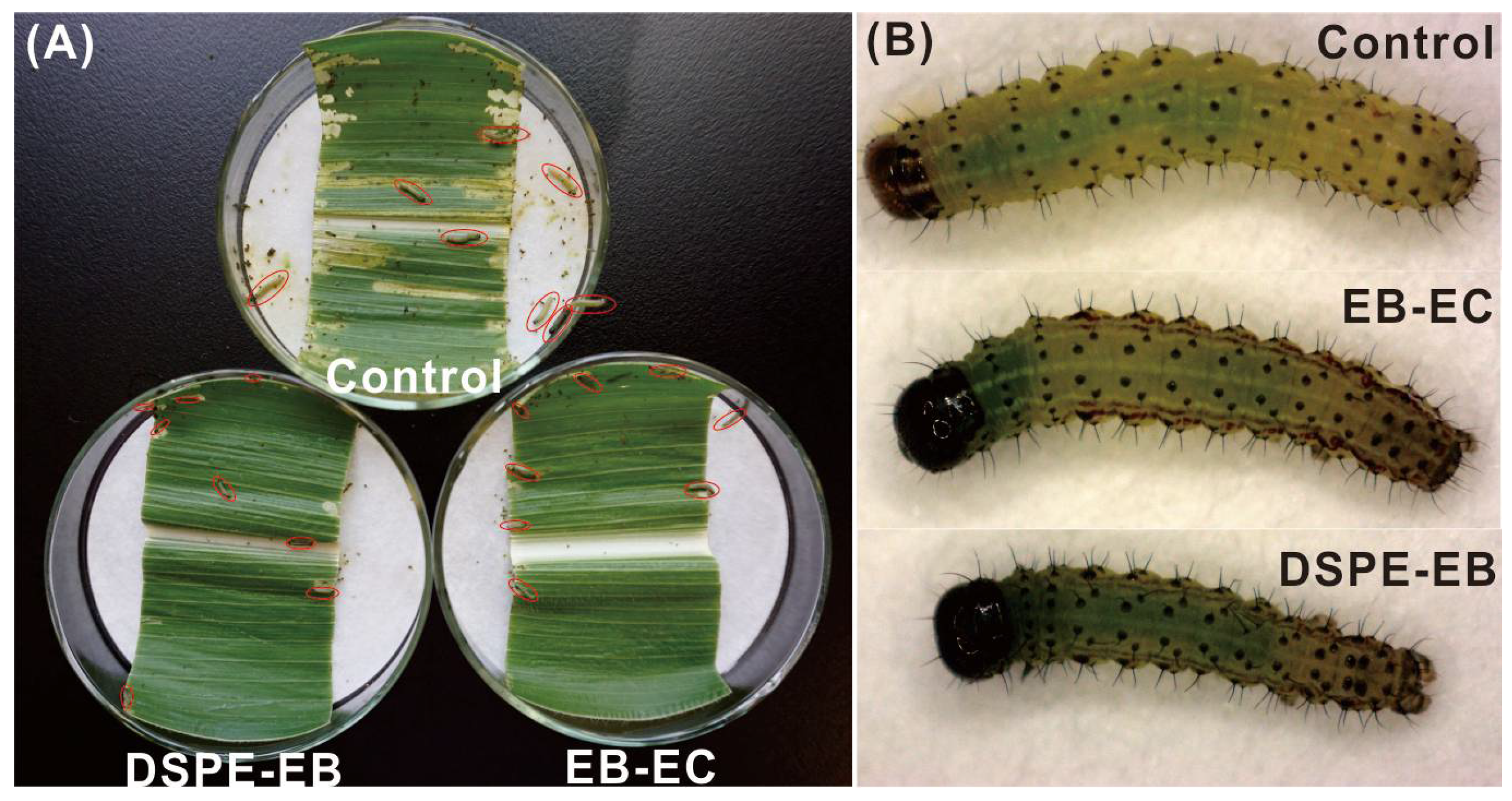 Insects 13 00625 g005