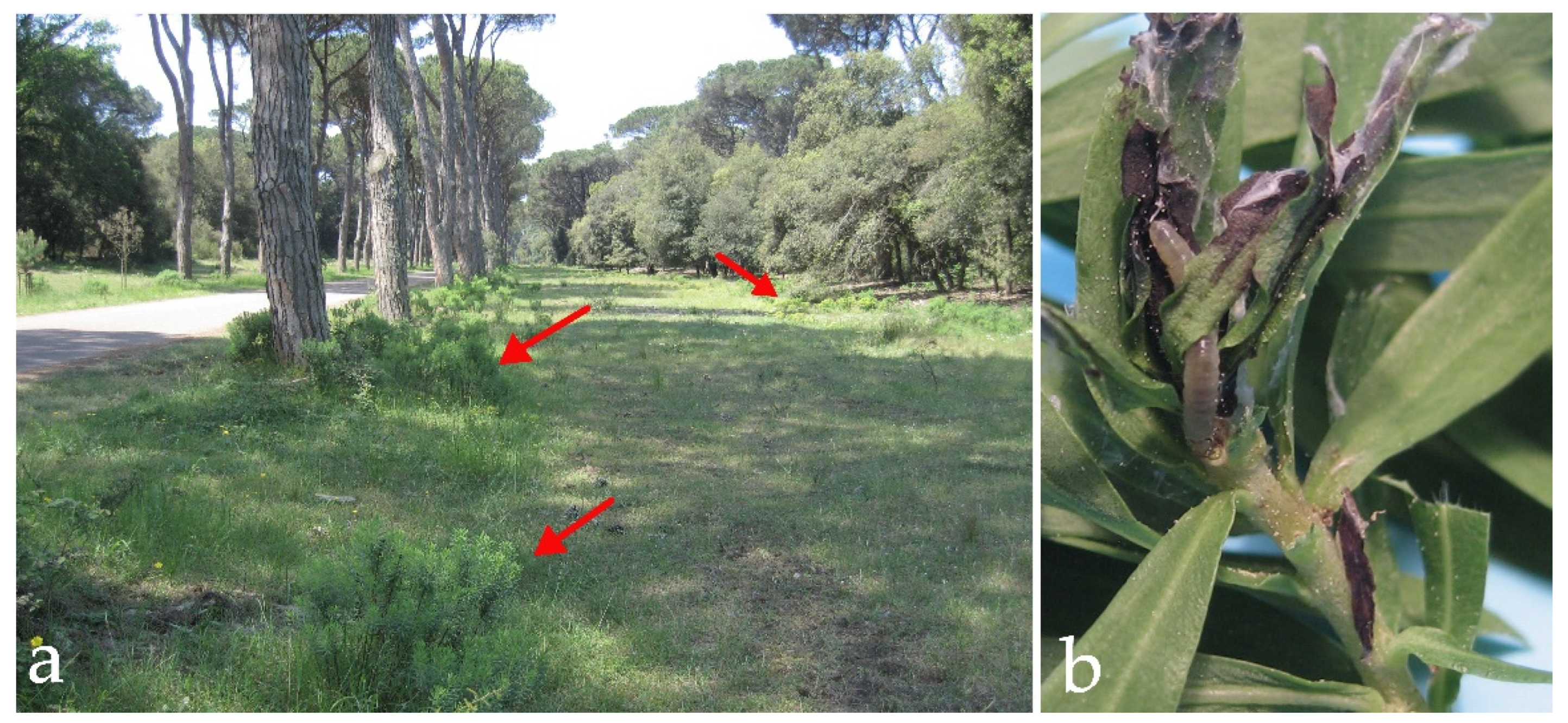 Insects 13 00627 g002