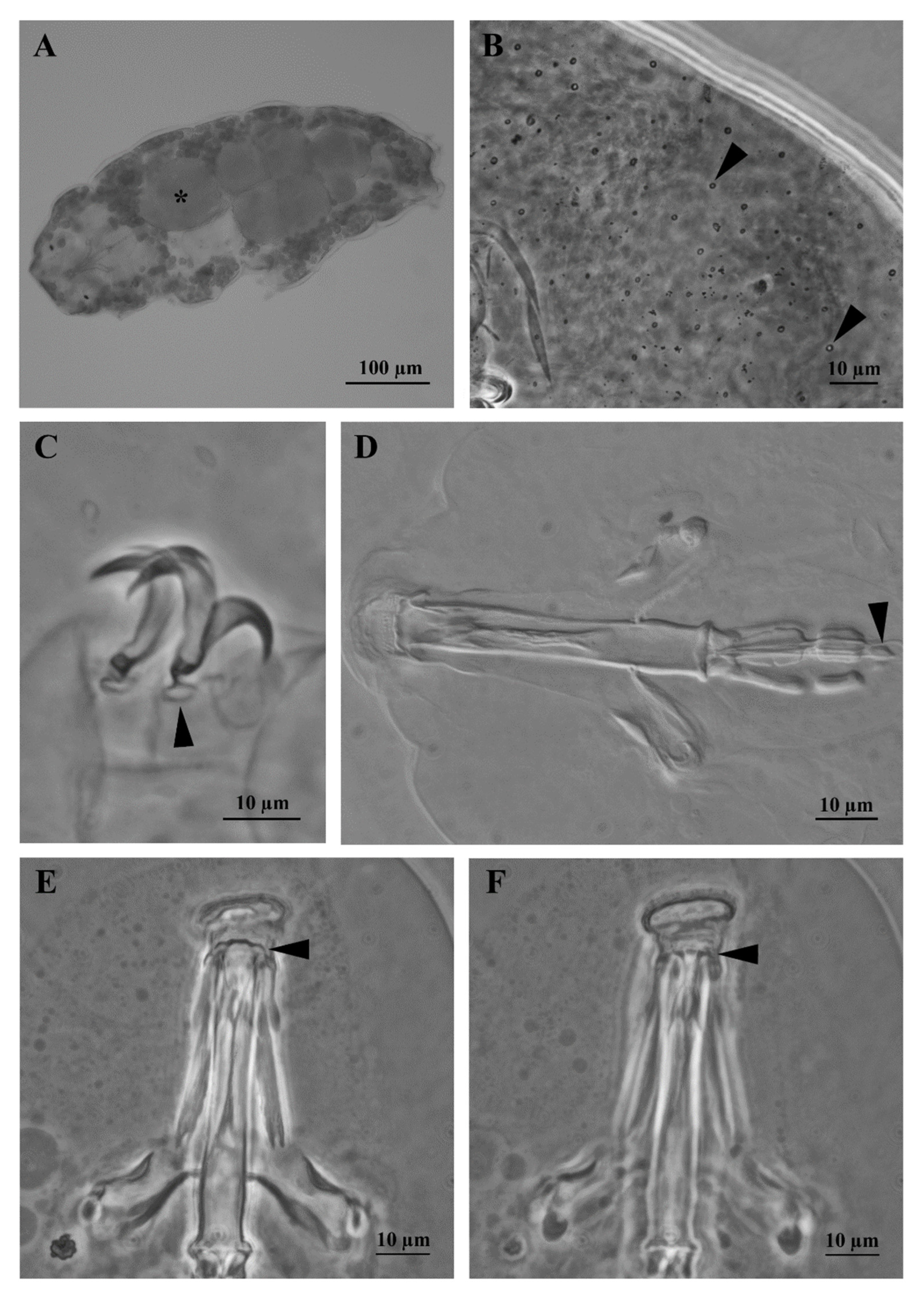 Insects 13 00634 g001