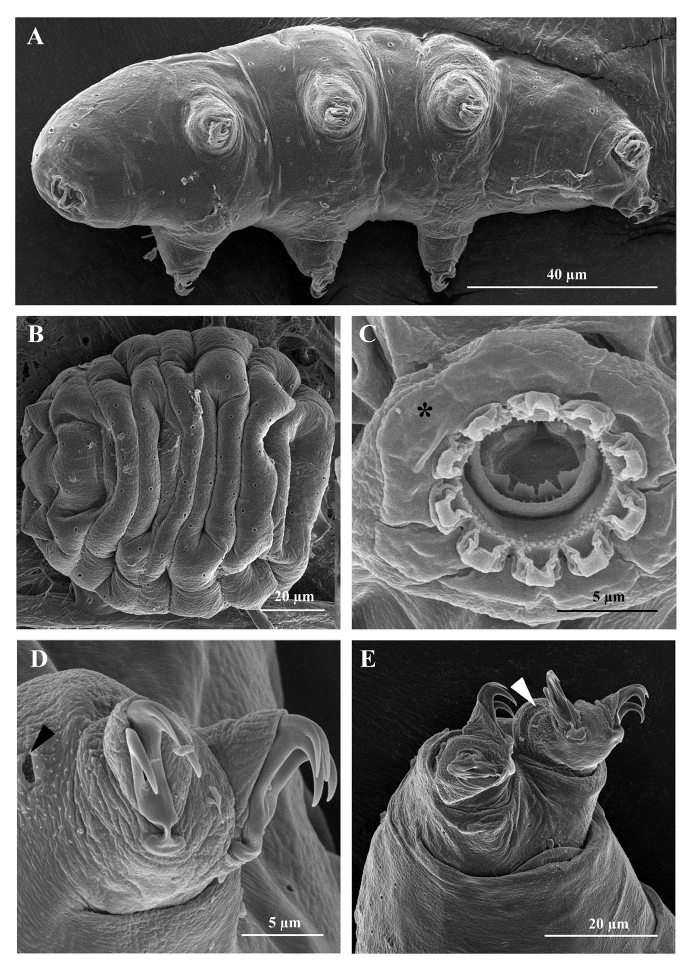 Insects 13 00634 g002