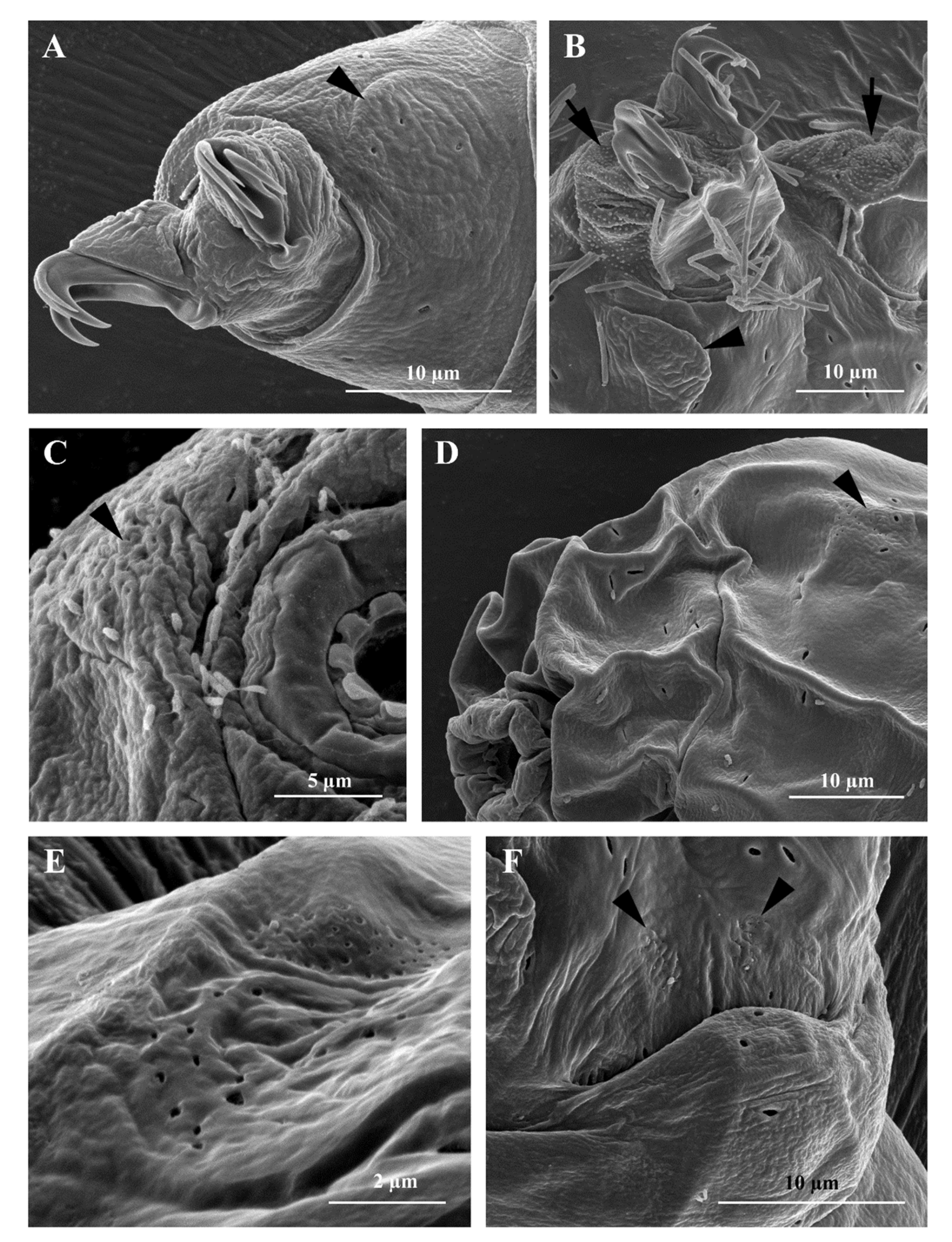 Insects 13 00634 g003