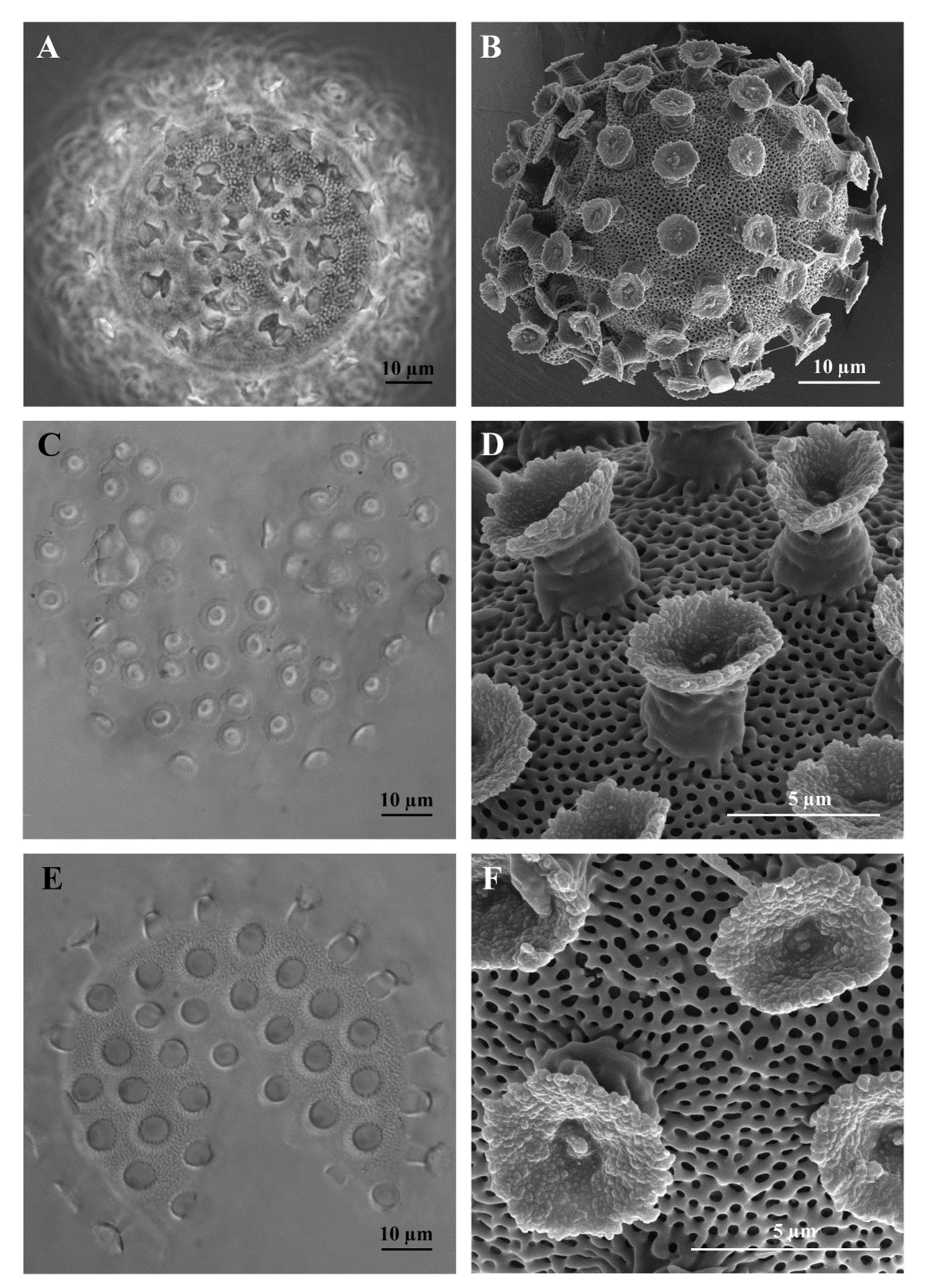 Insects 13 00634 g004