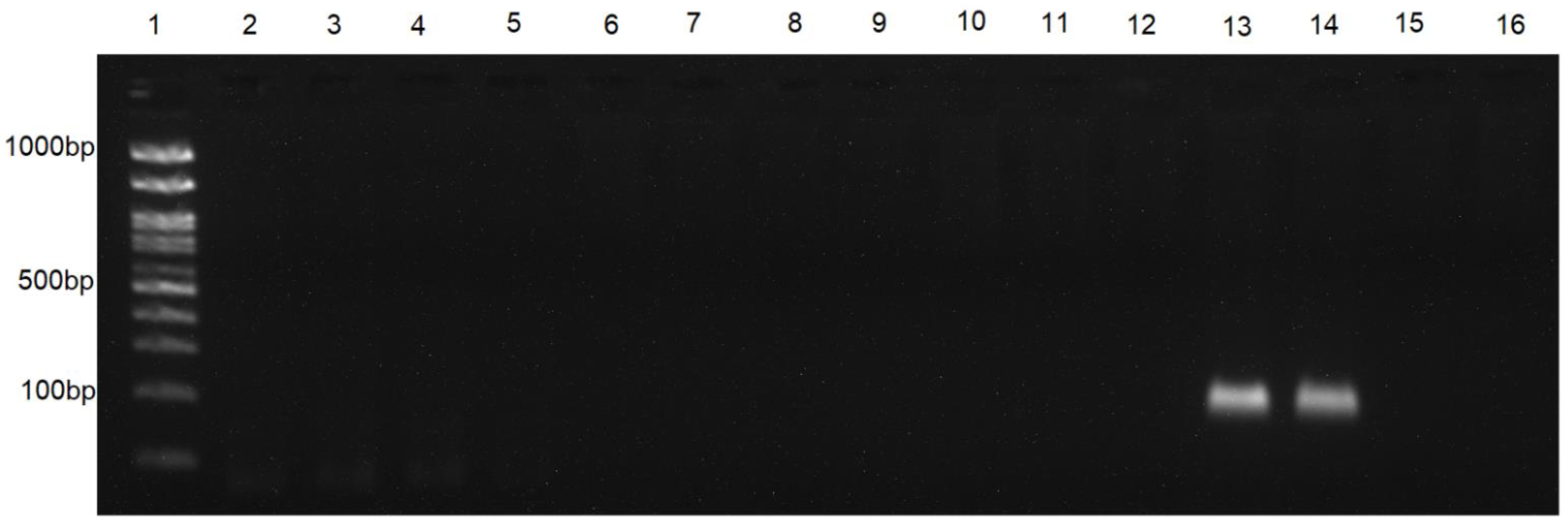 Insects 13 00635 g002