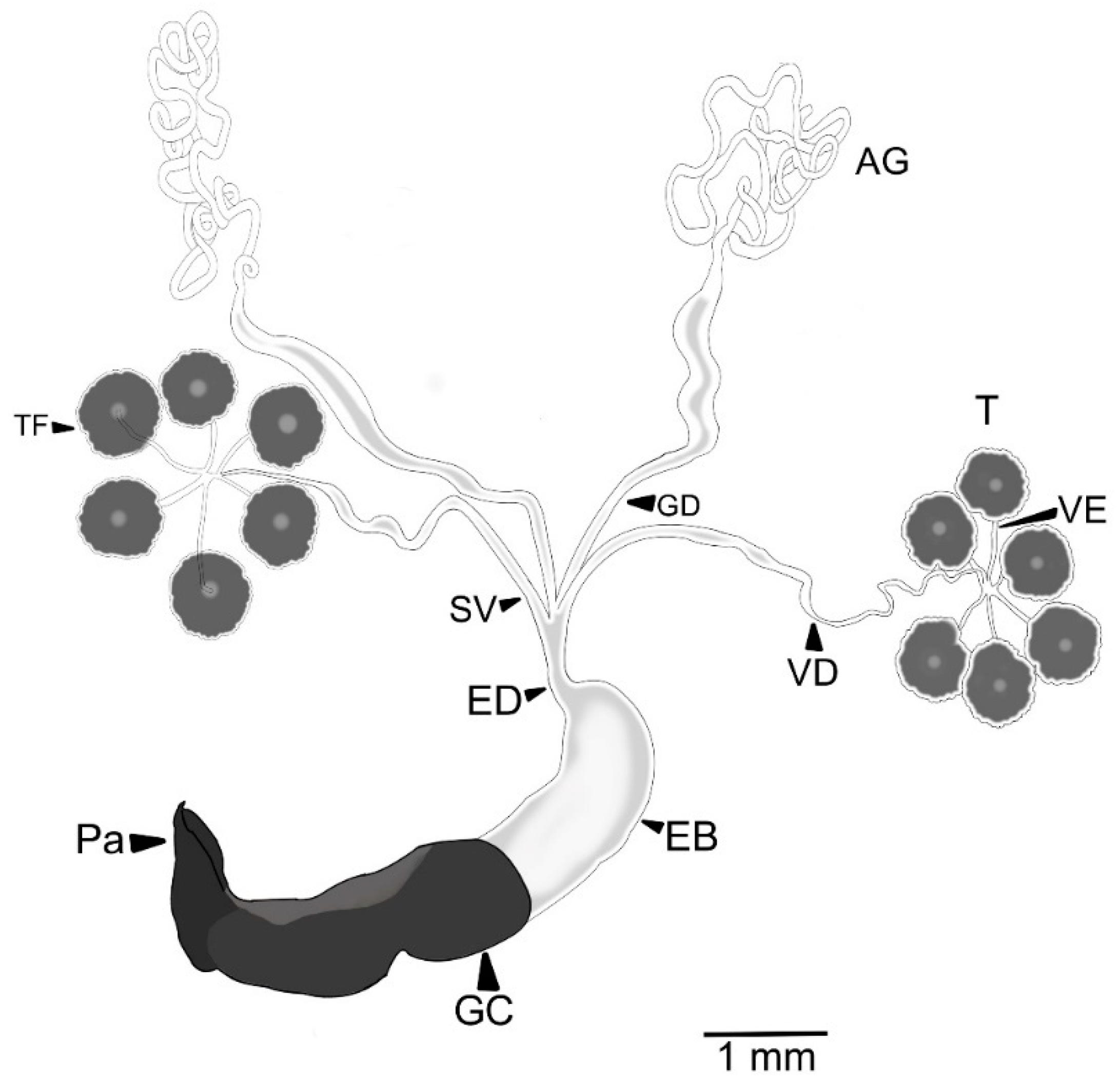 Insects 13 00638 g001