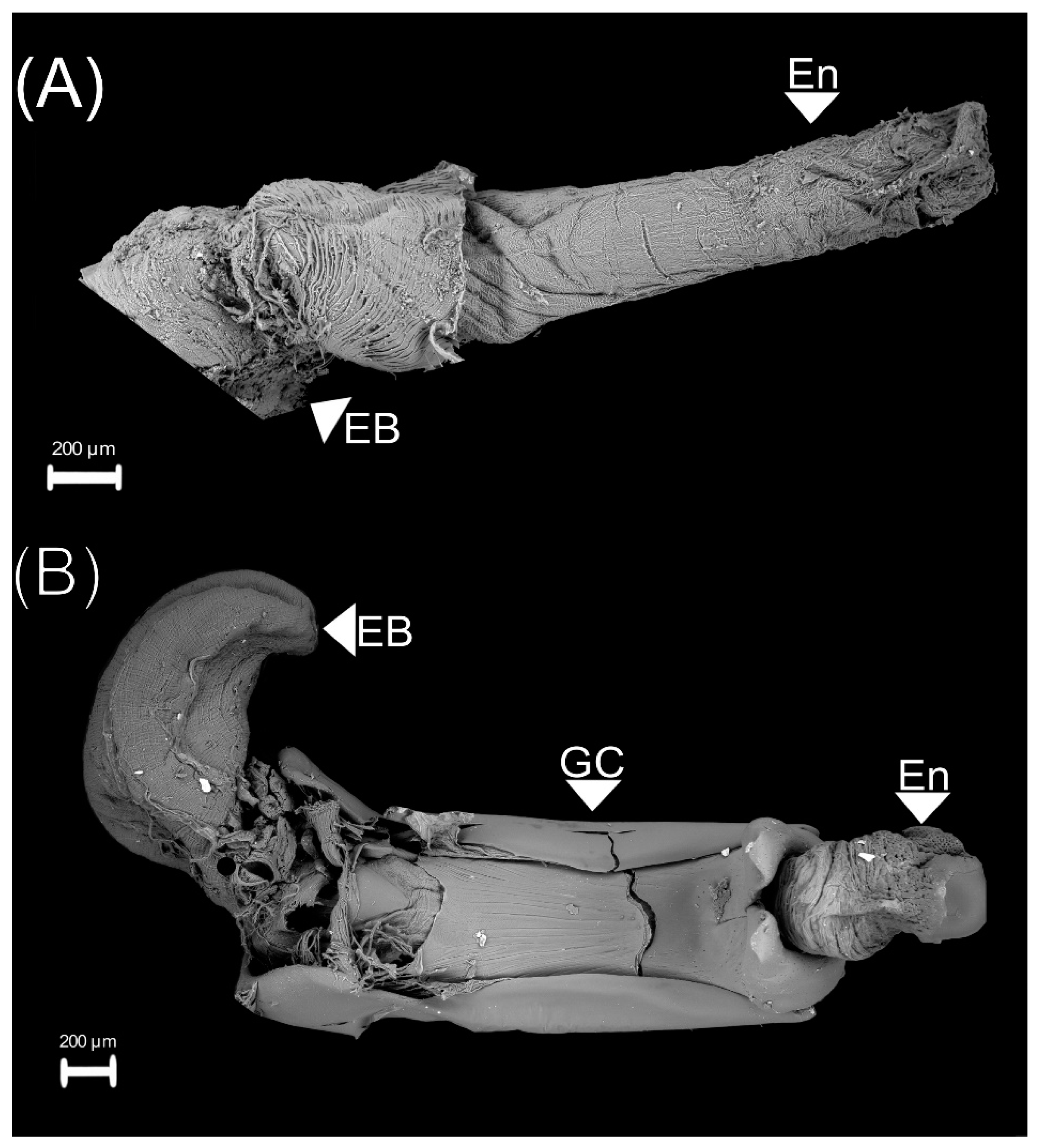 Insects 13 00638 g002