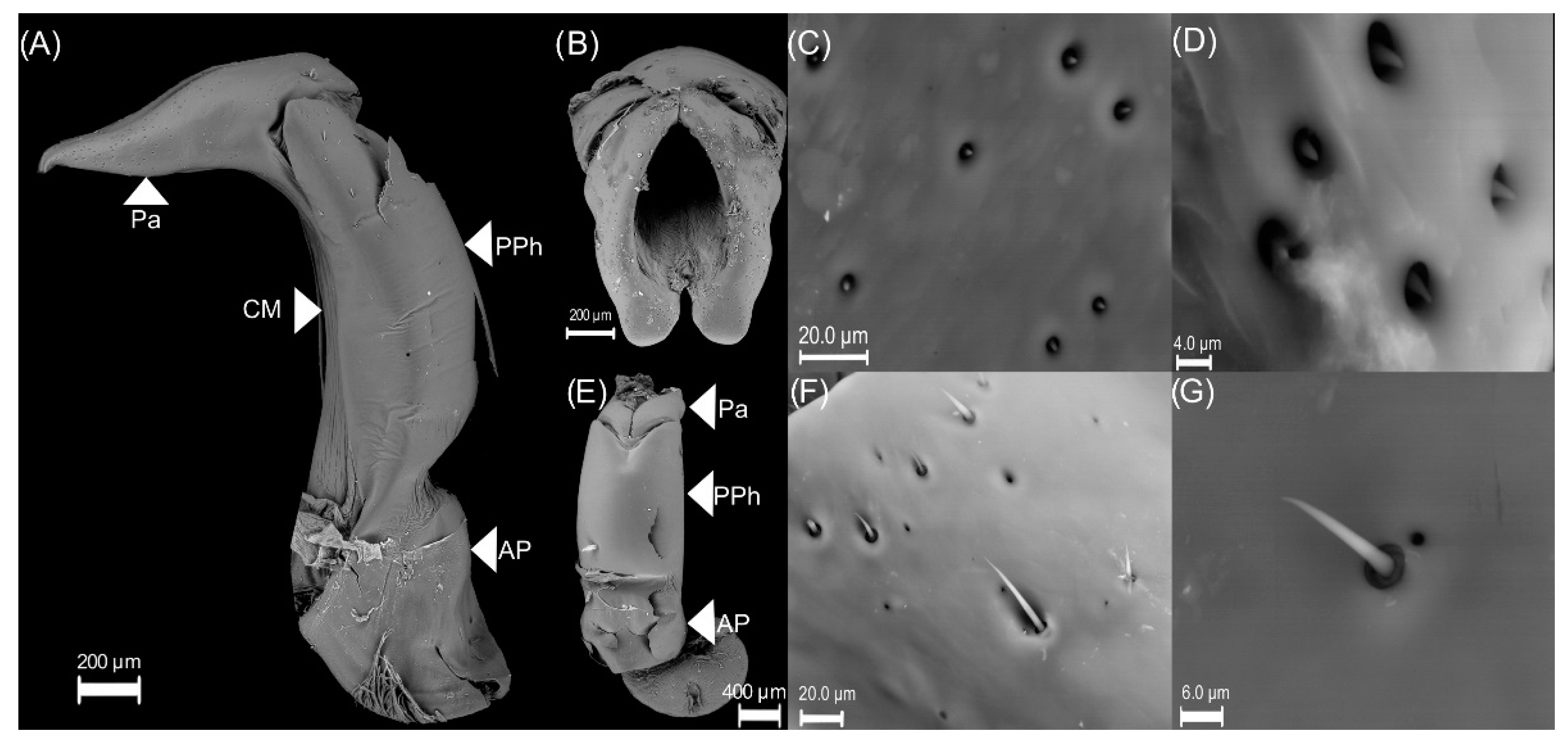 Insects 13 00638 g003