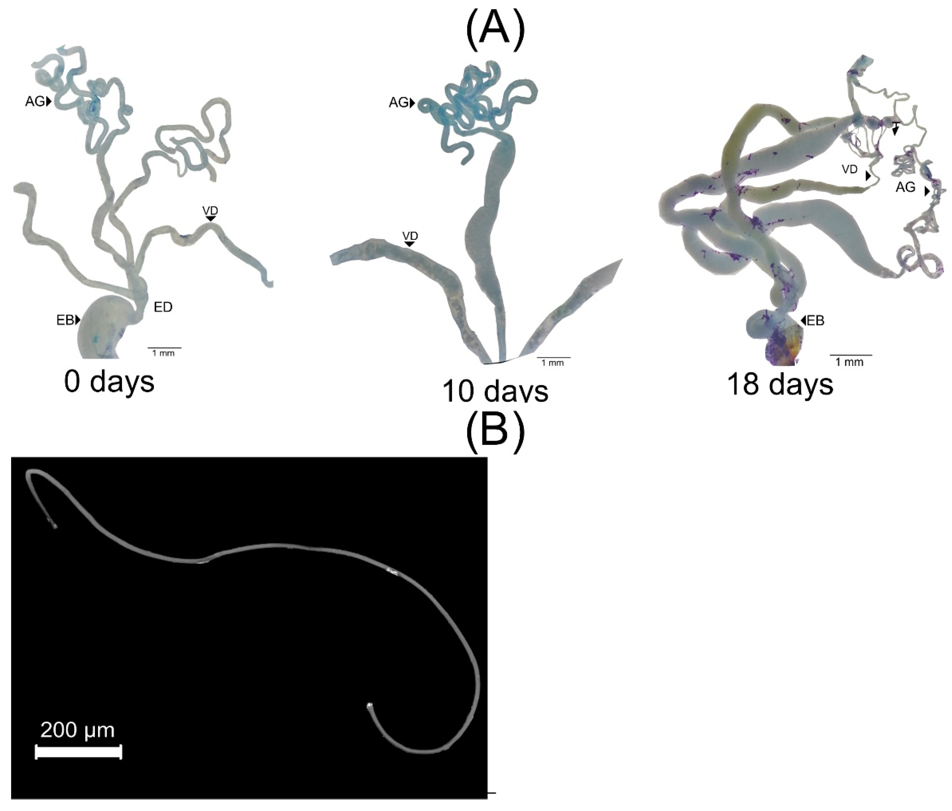 Insects 13 00638 g004