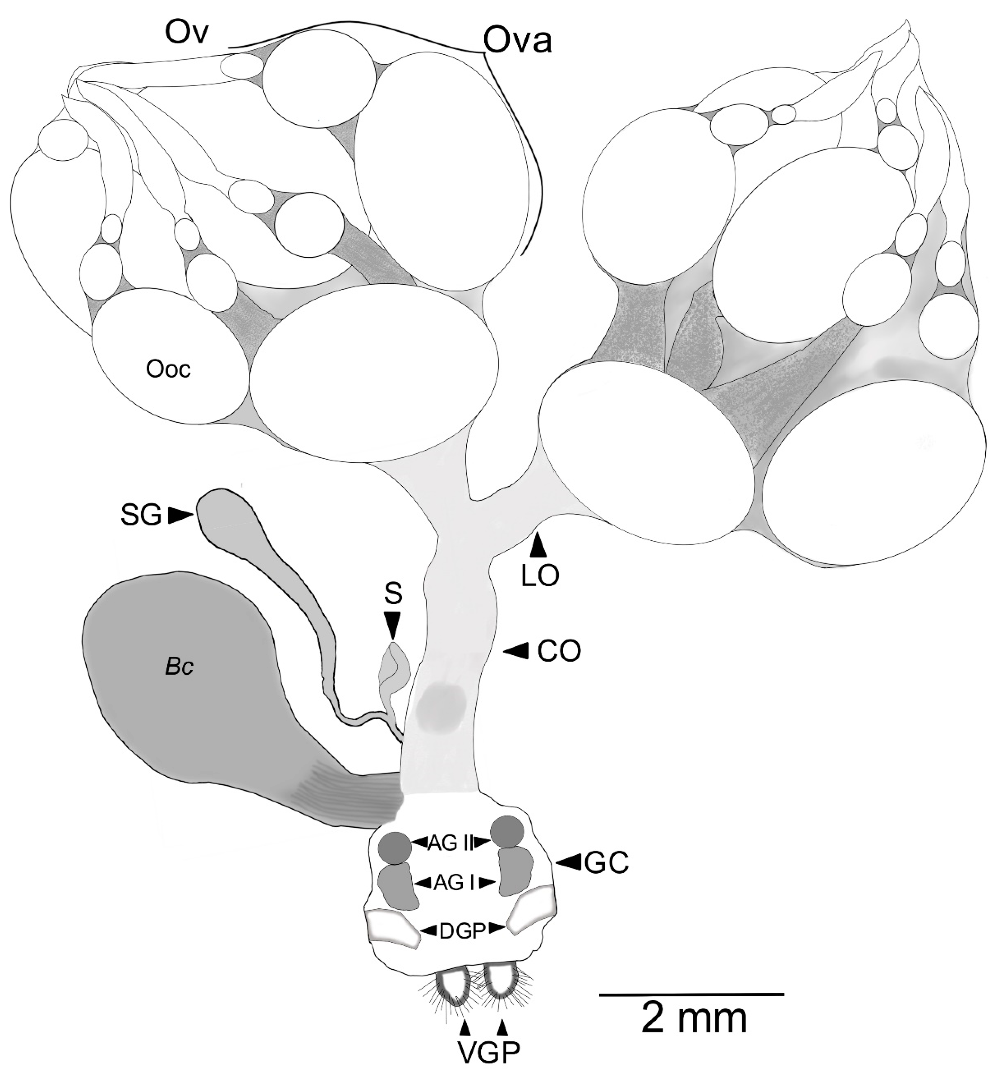 Insects 13 00638 g005